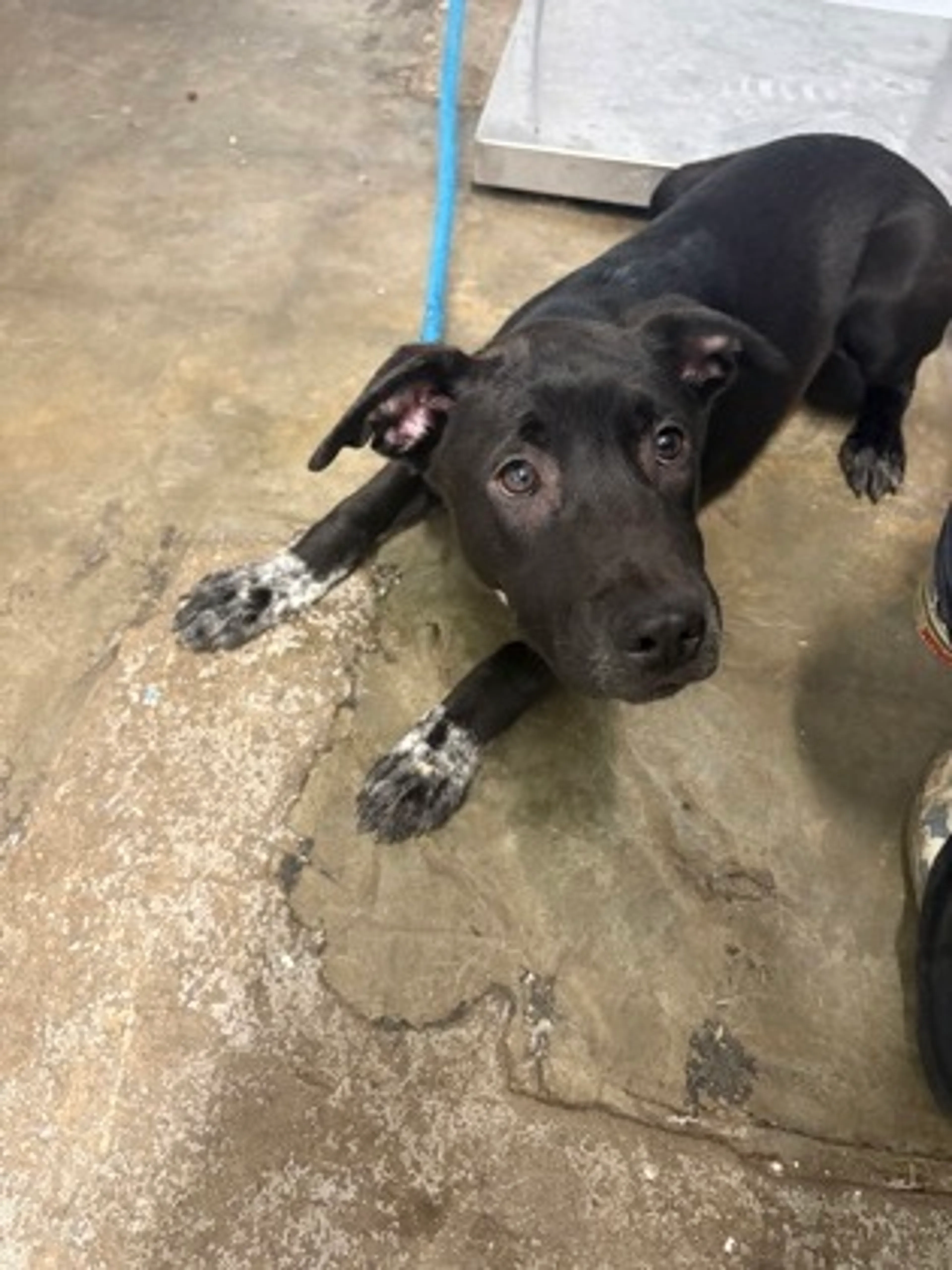 Found pet