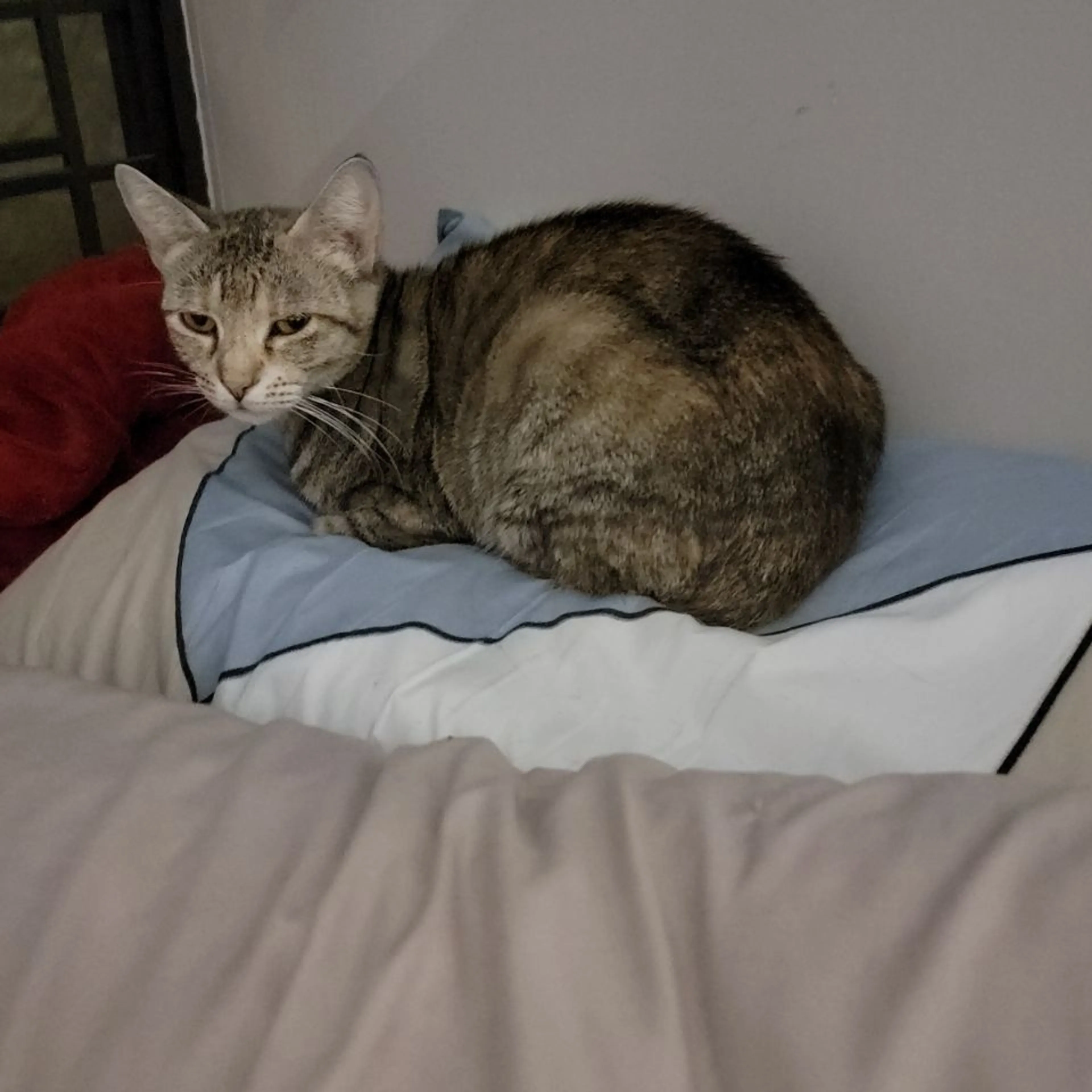 Lost pet-1