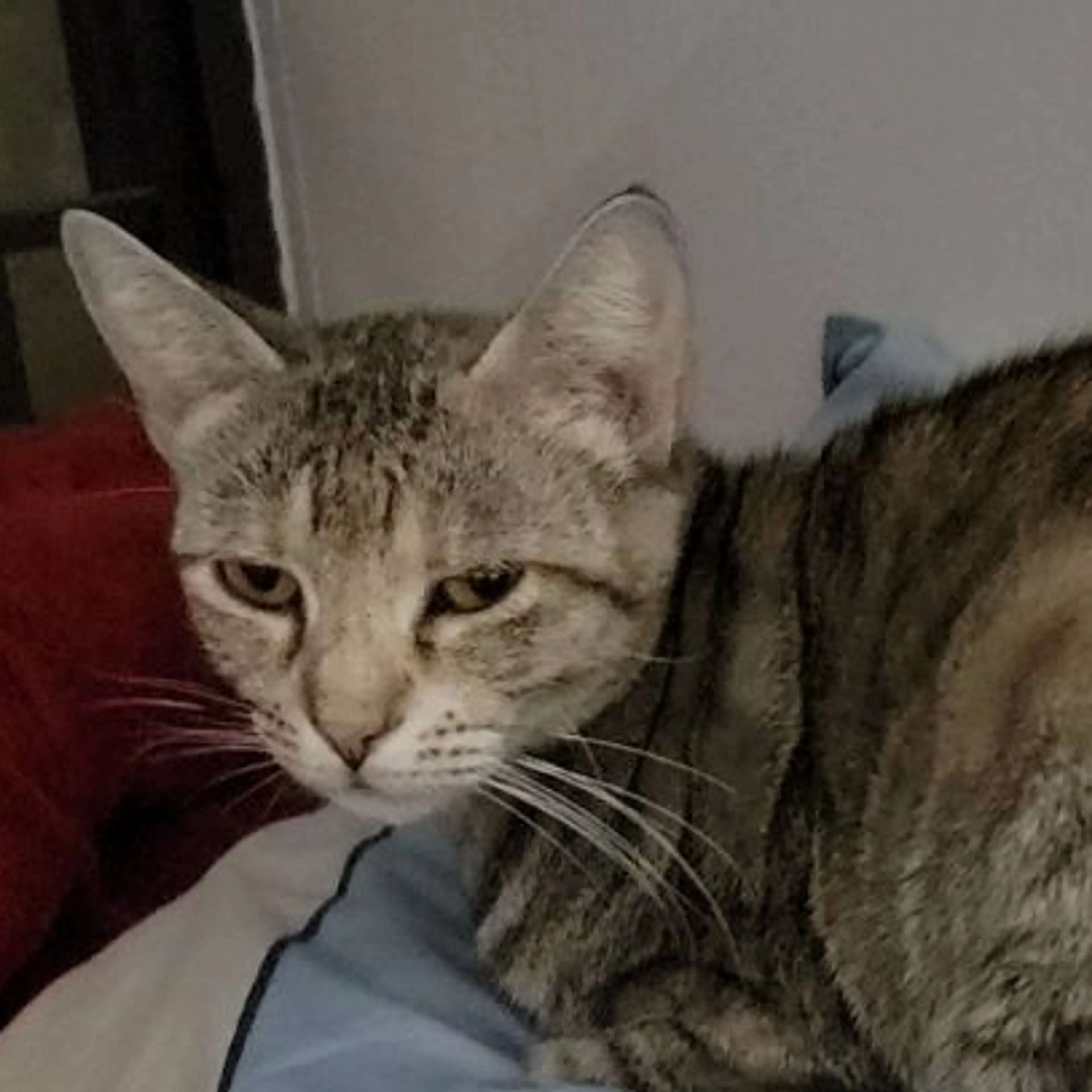 Lost pet-2