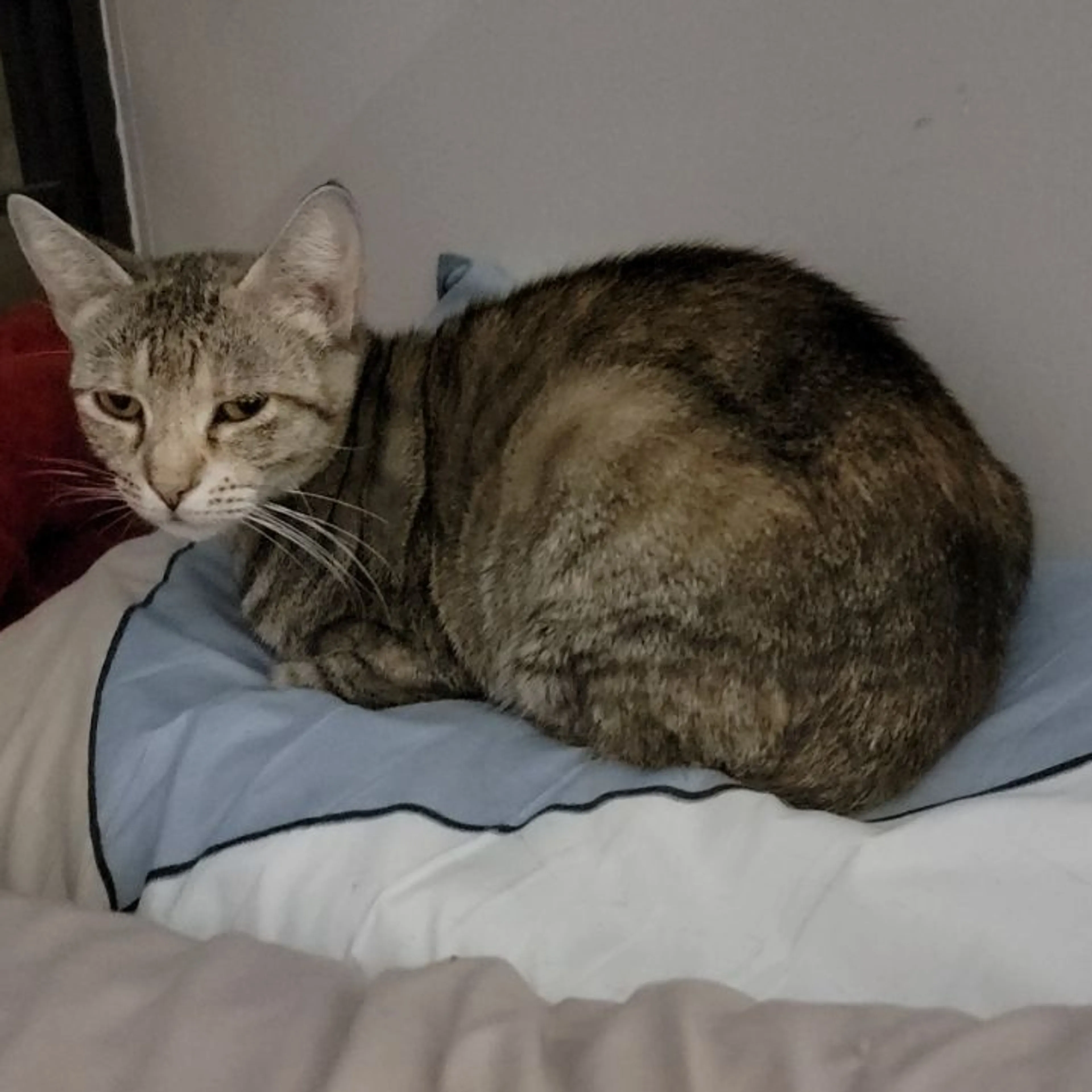 Lost pet-0