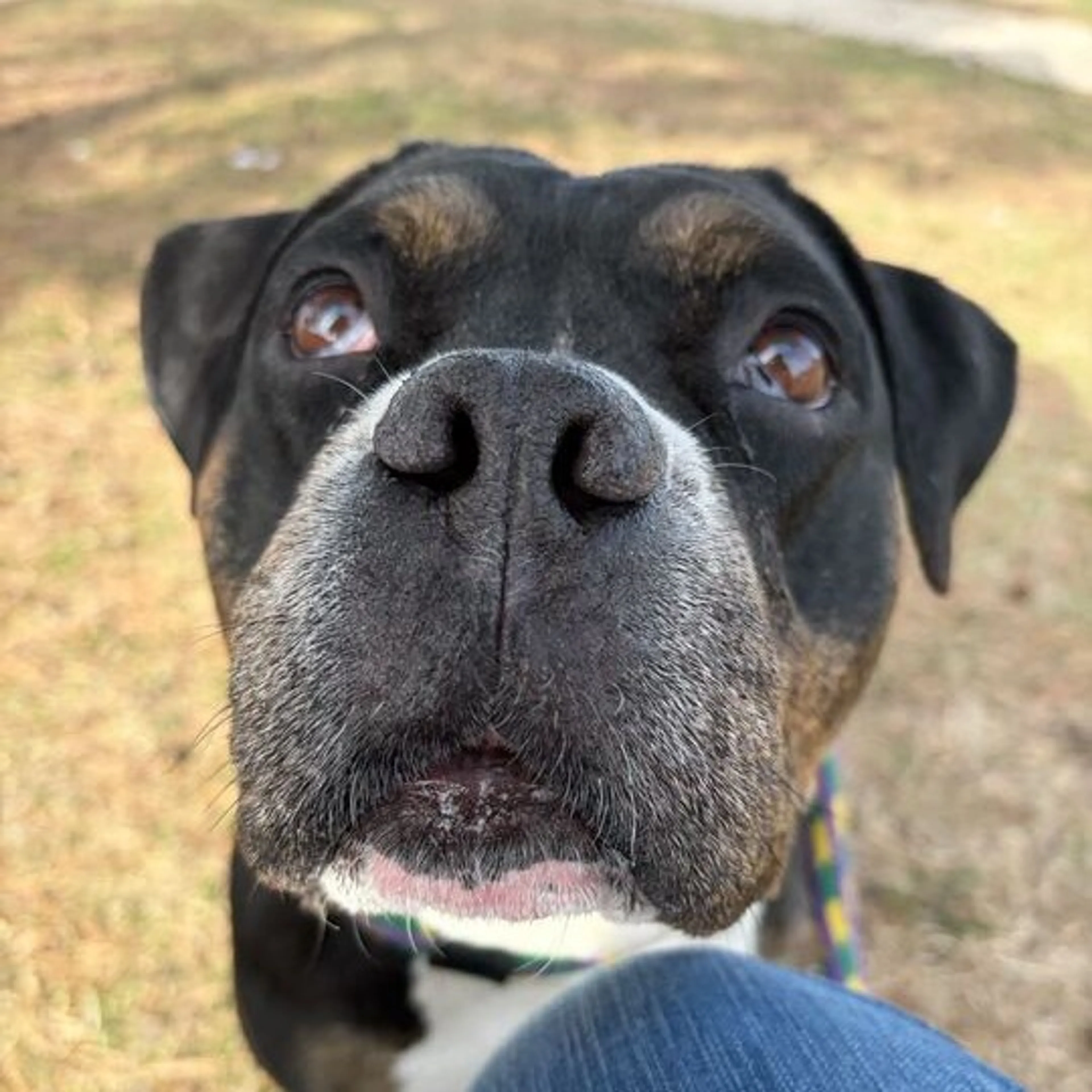 Found pet-3