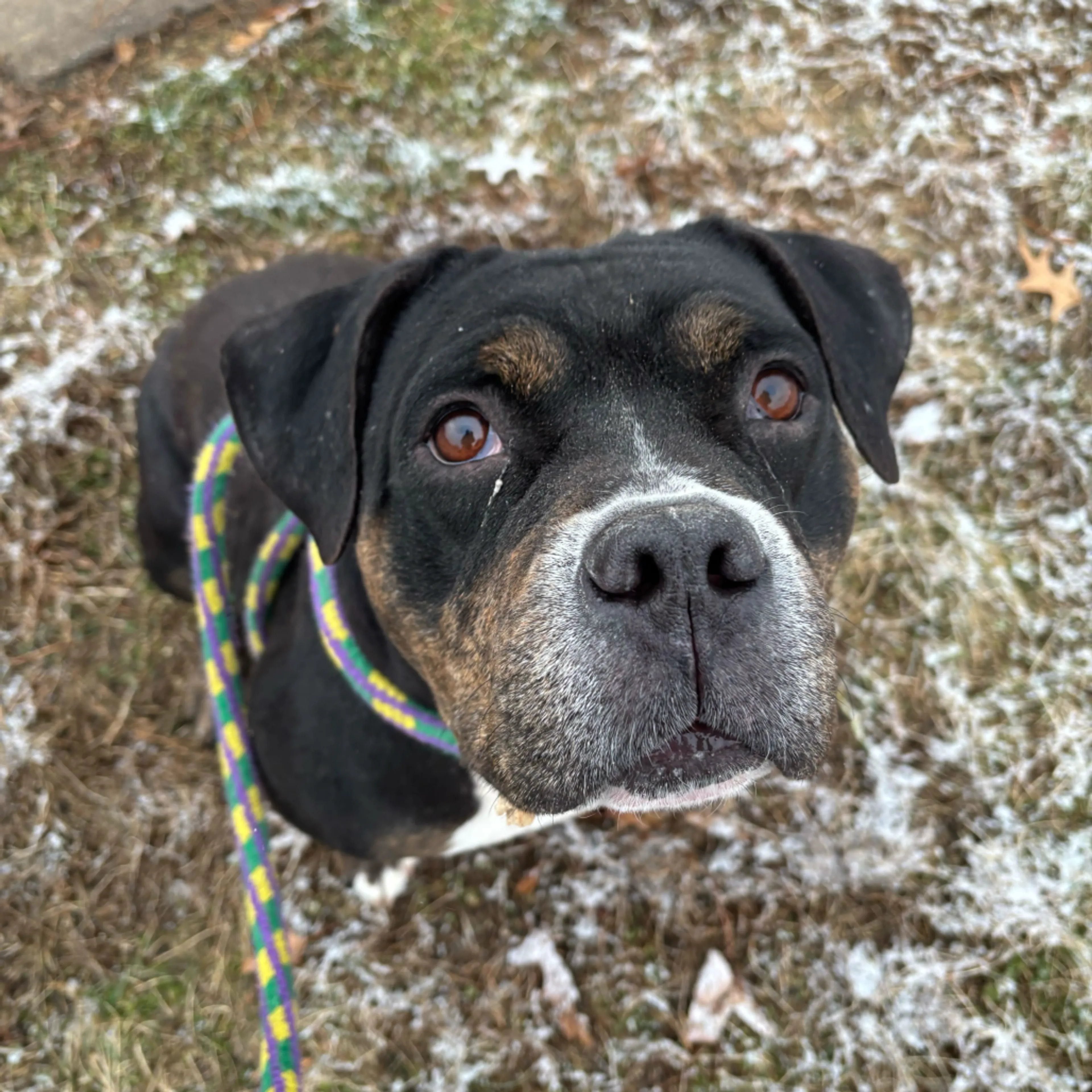 Found pet-2