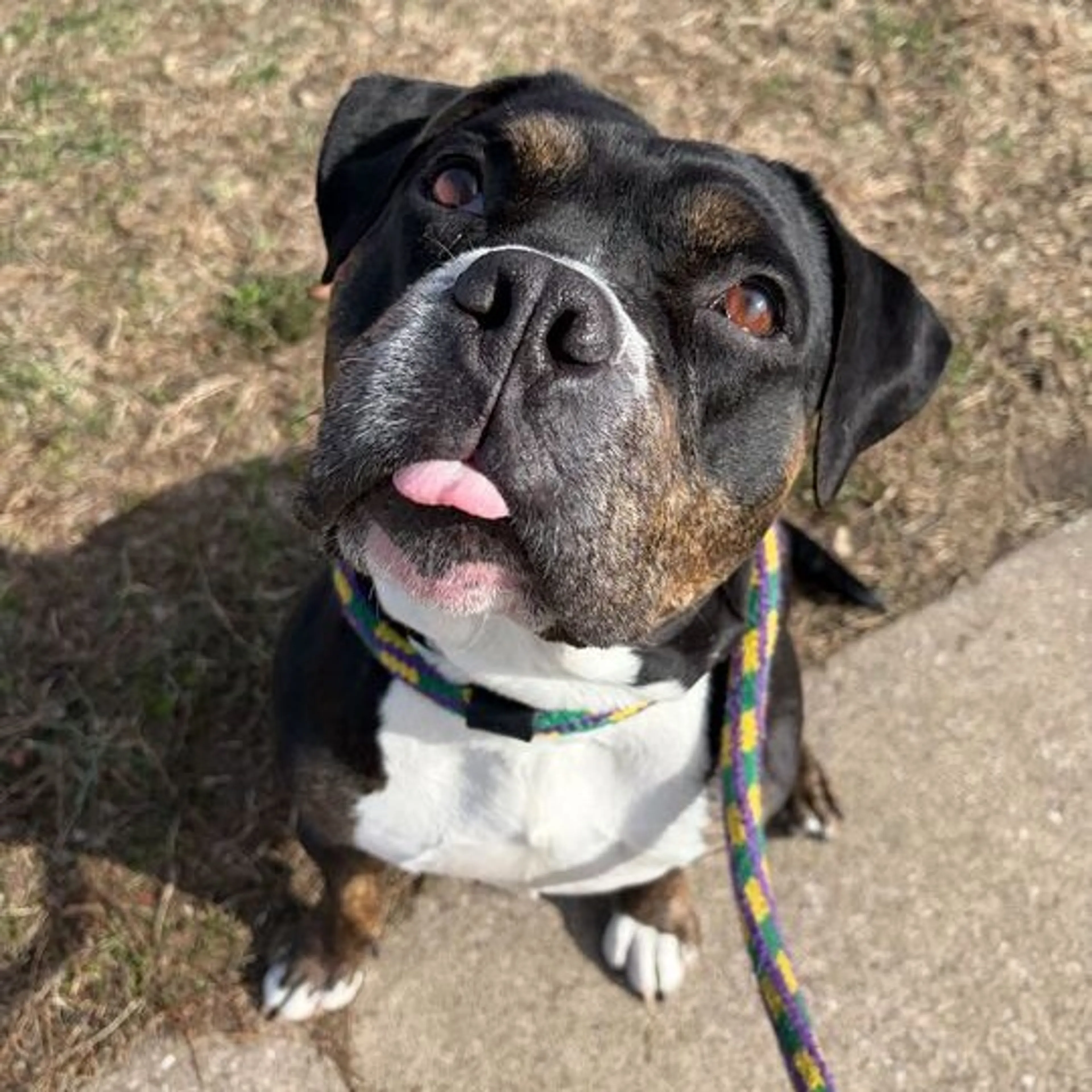 Found pet-6