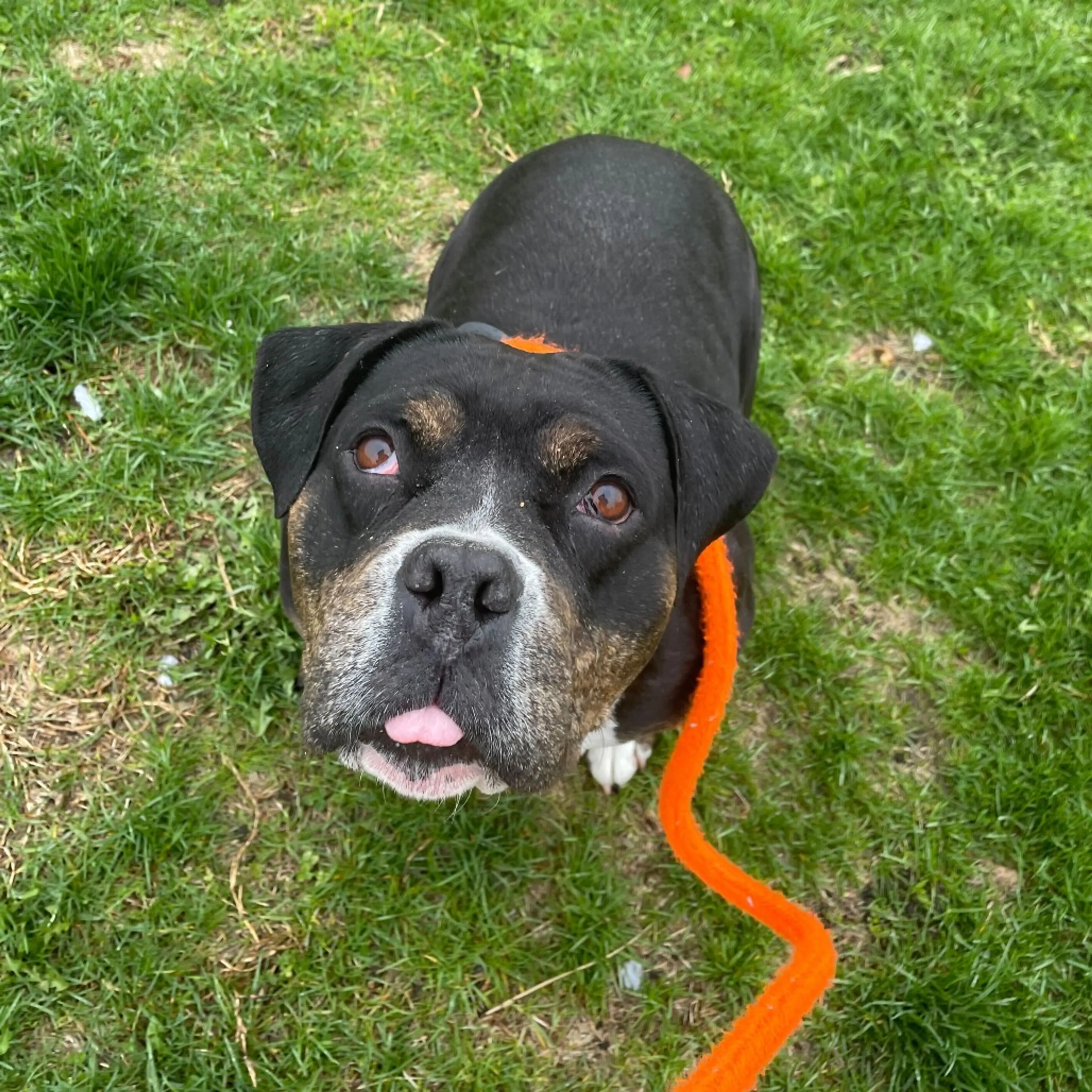 Found pet-9