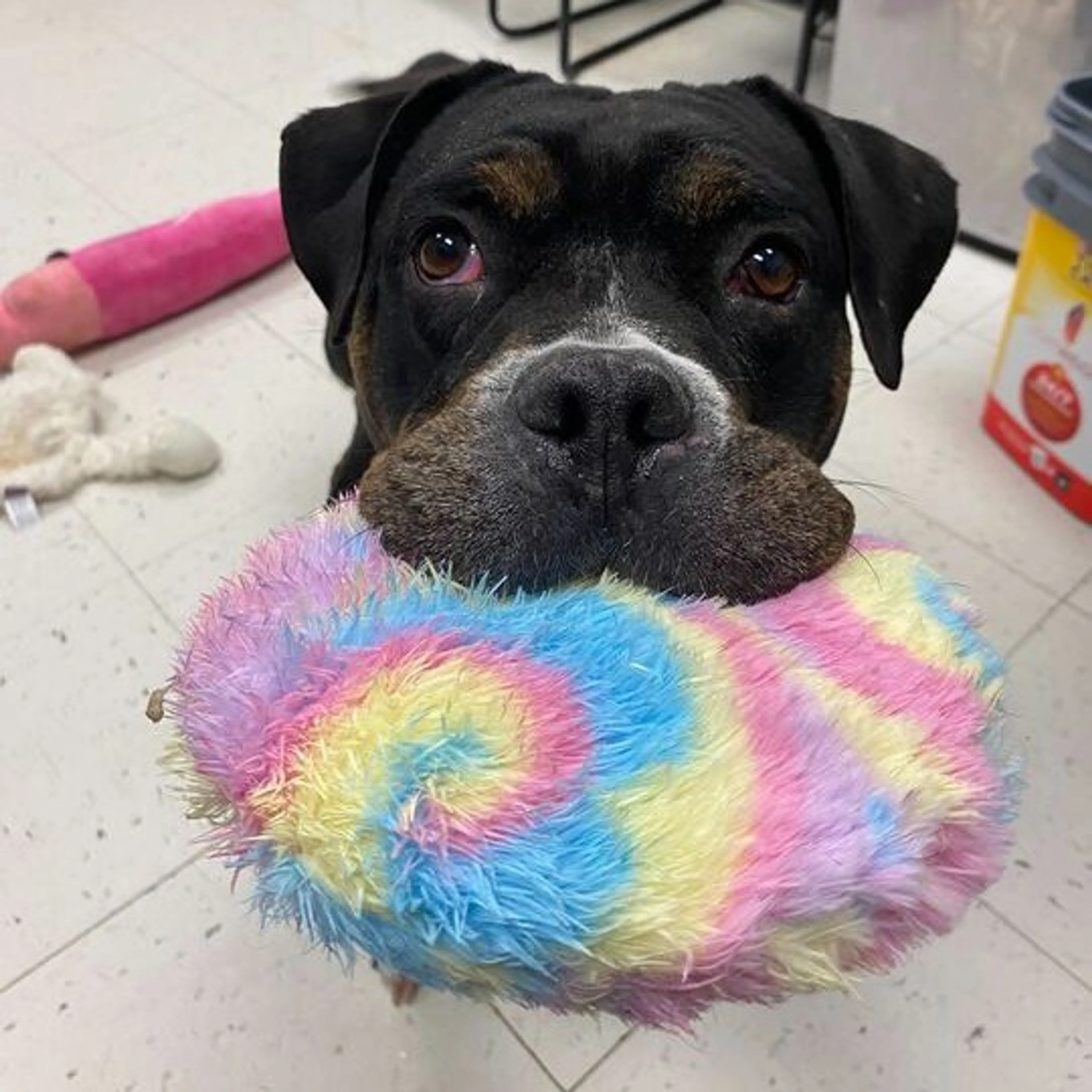 Found pet-1