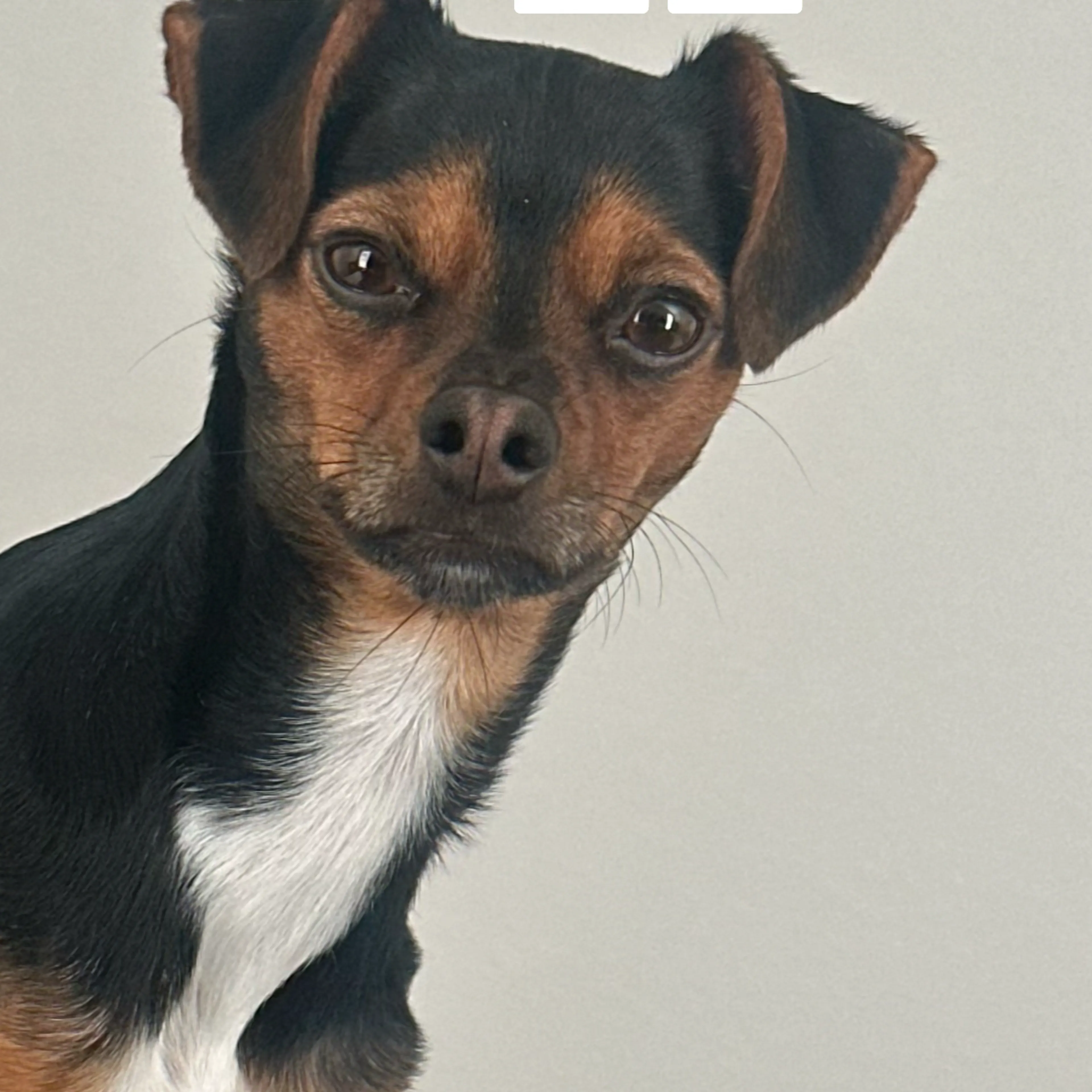 Lost pet-3