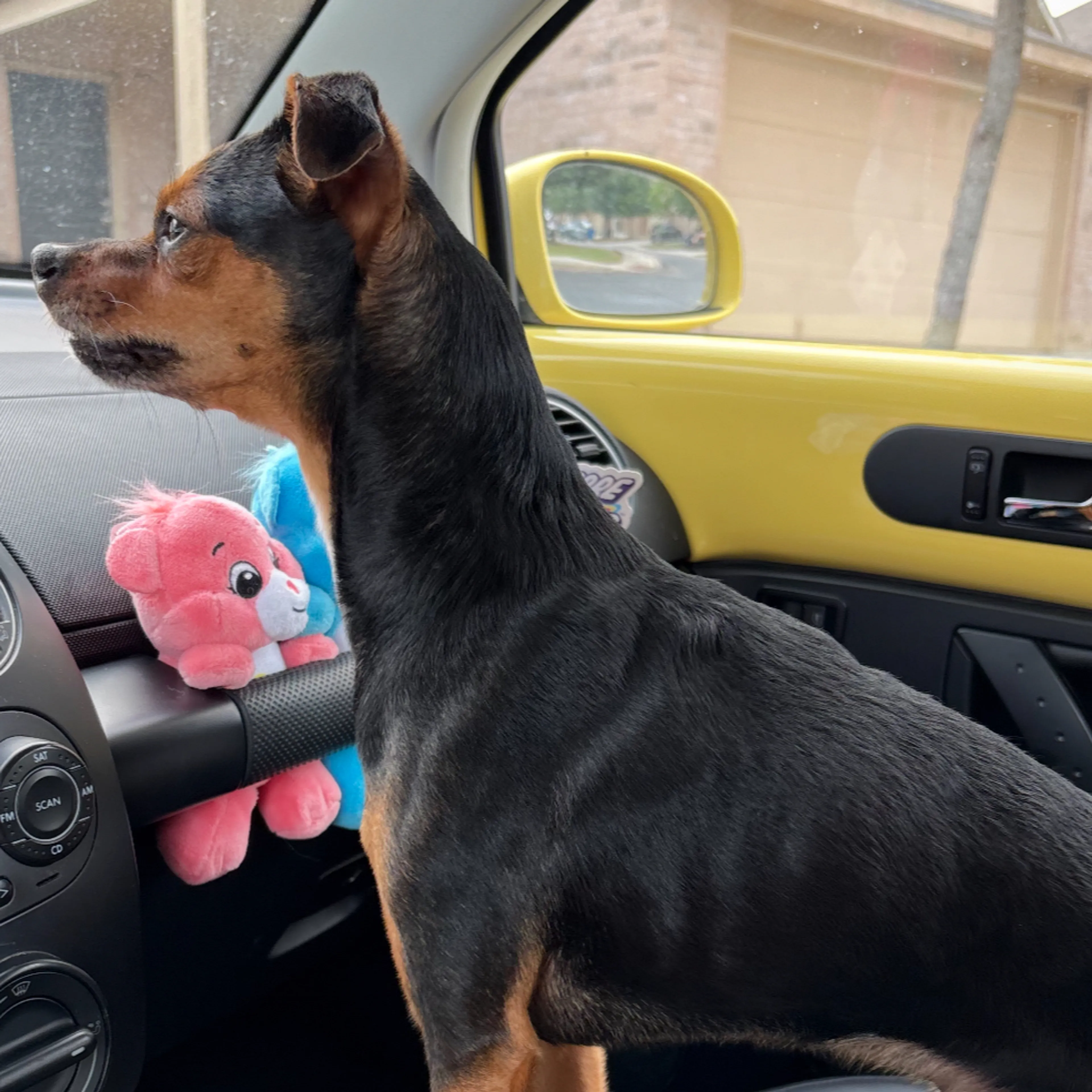 Lost pet-1
