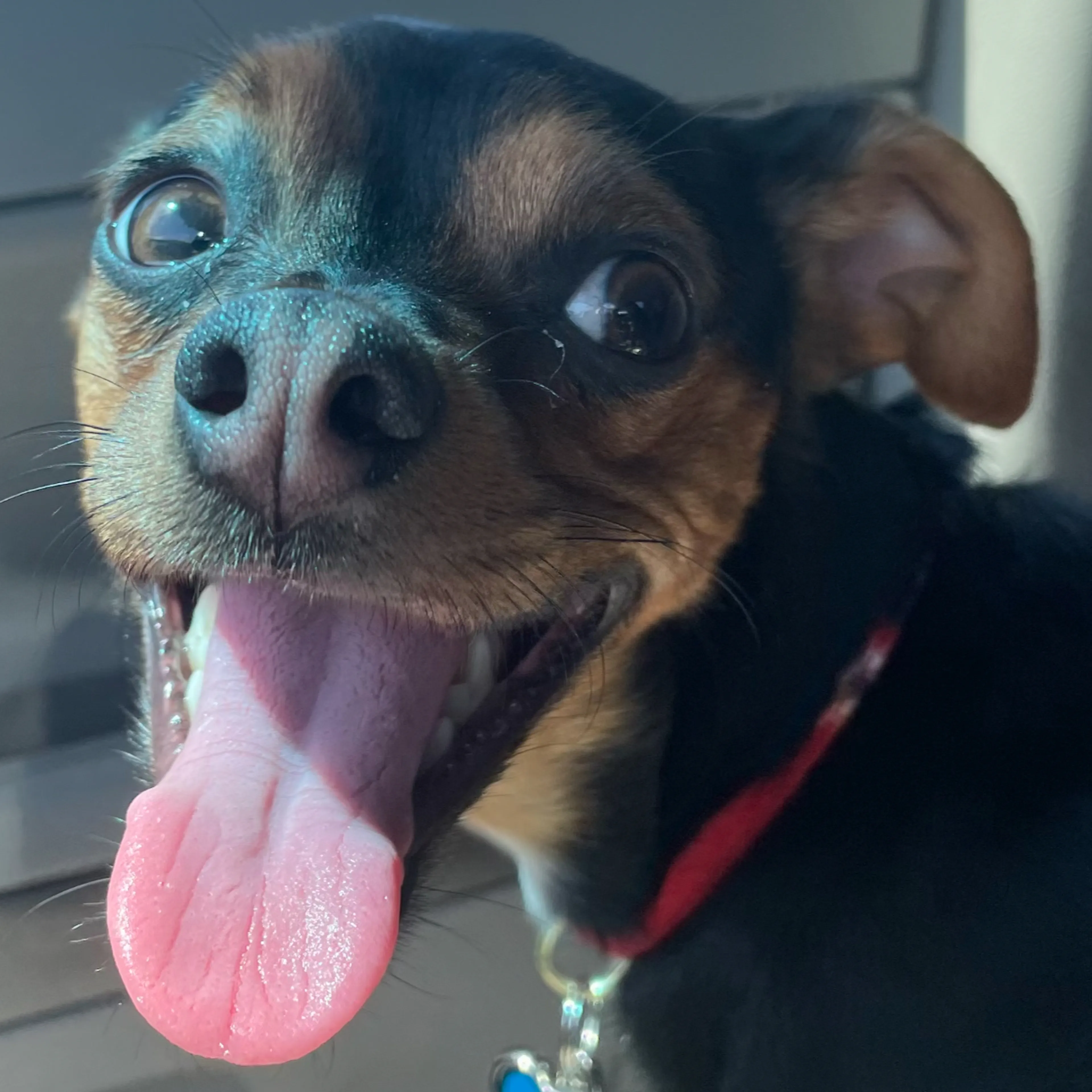 Lost pet-2