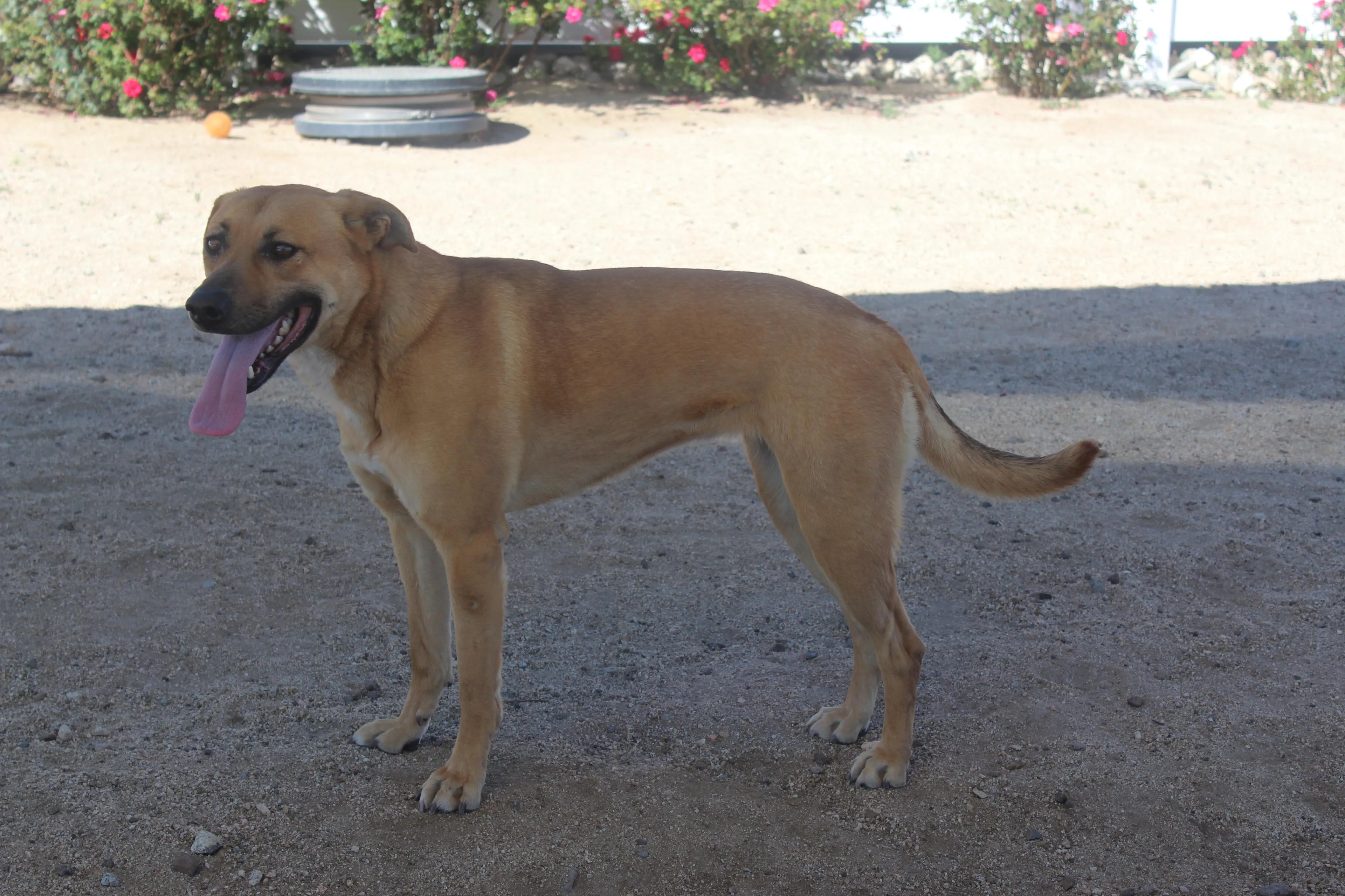 Found pet-1