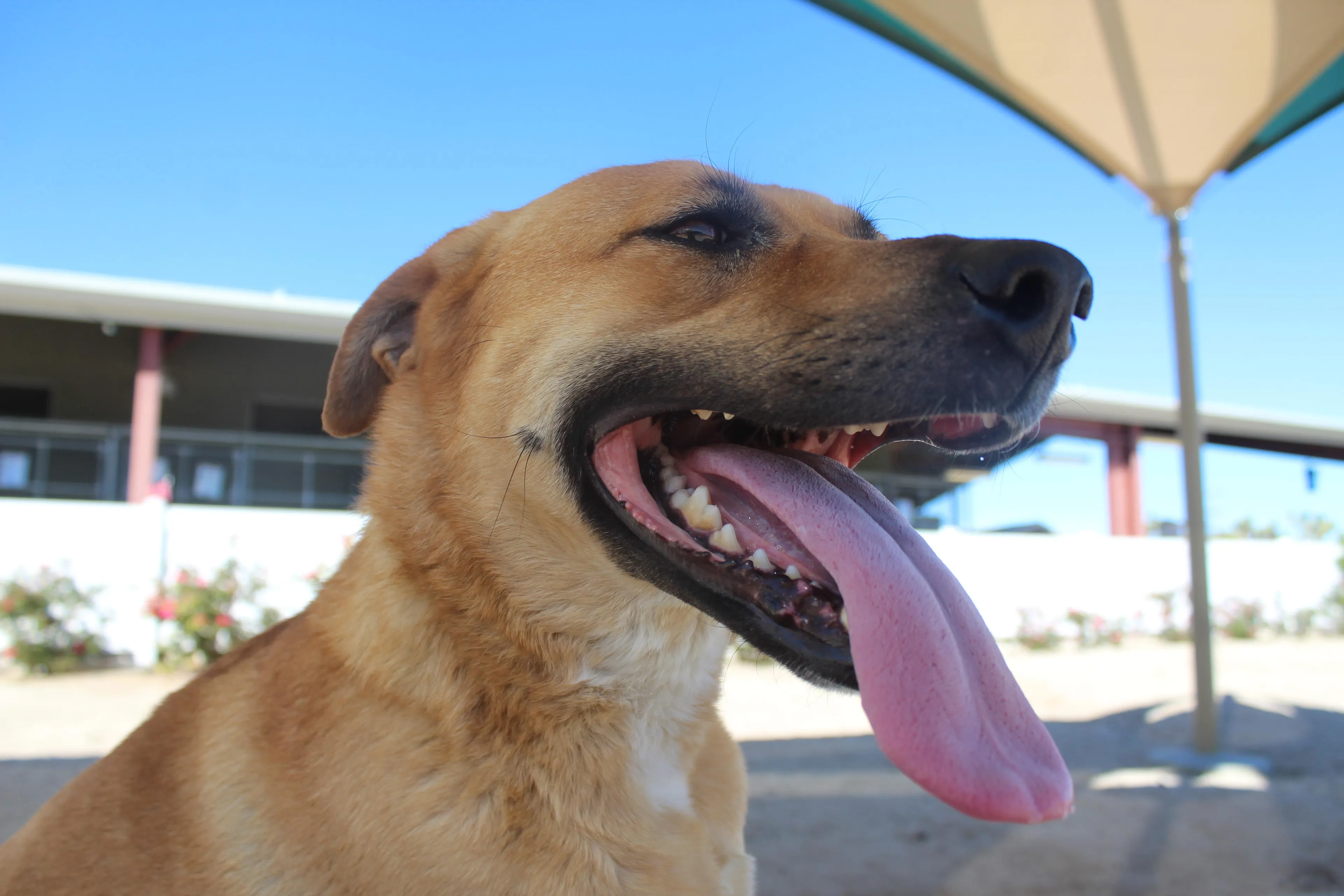 Found pet-3