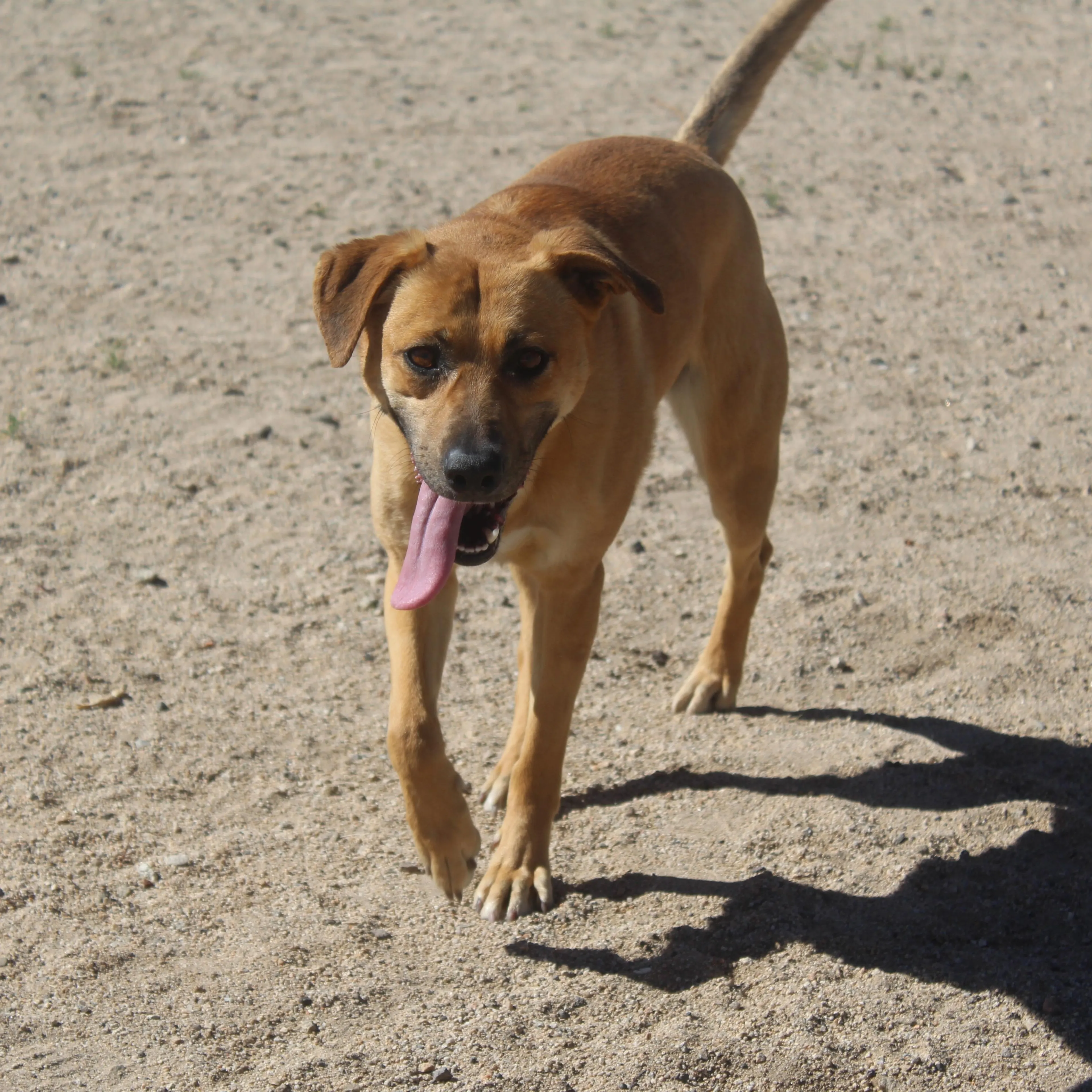 Found pet-4