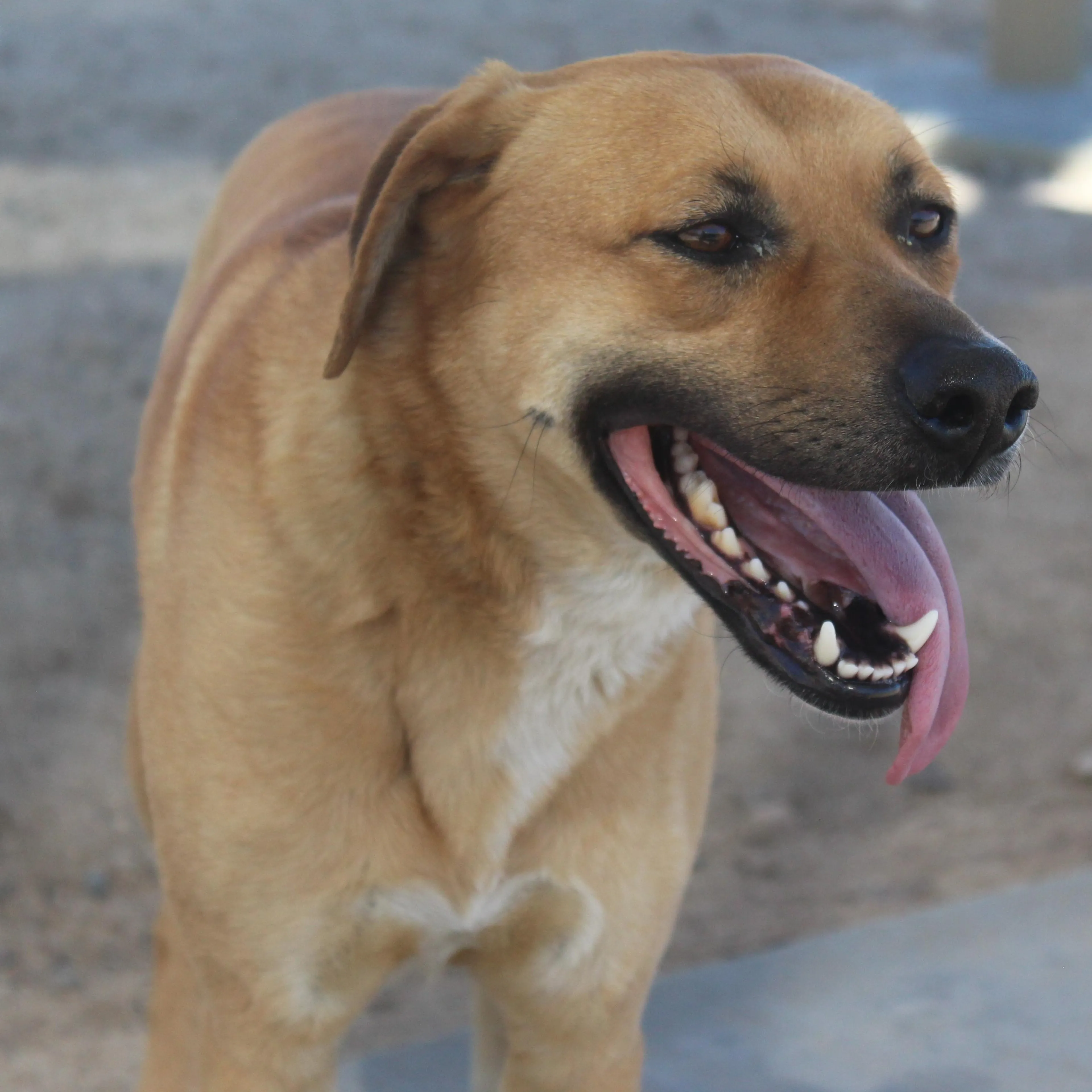 Found pet-5