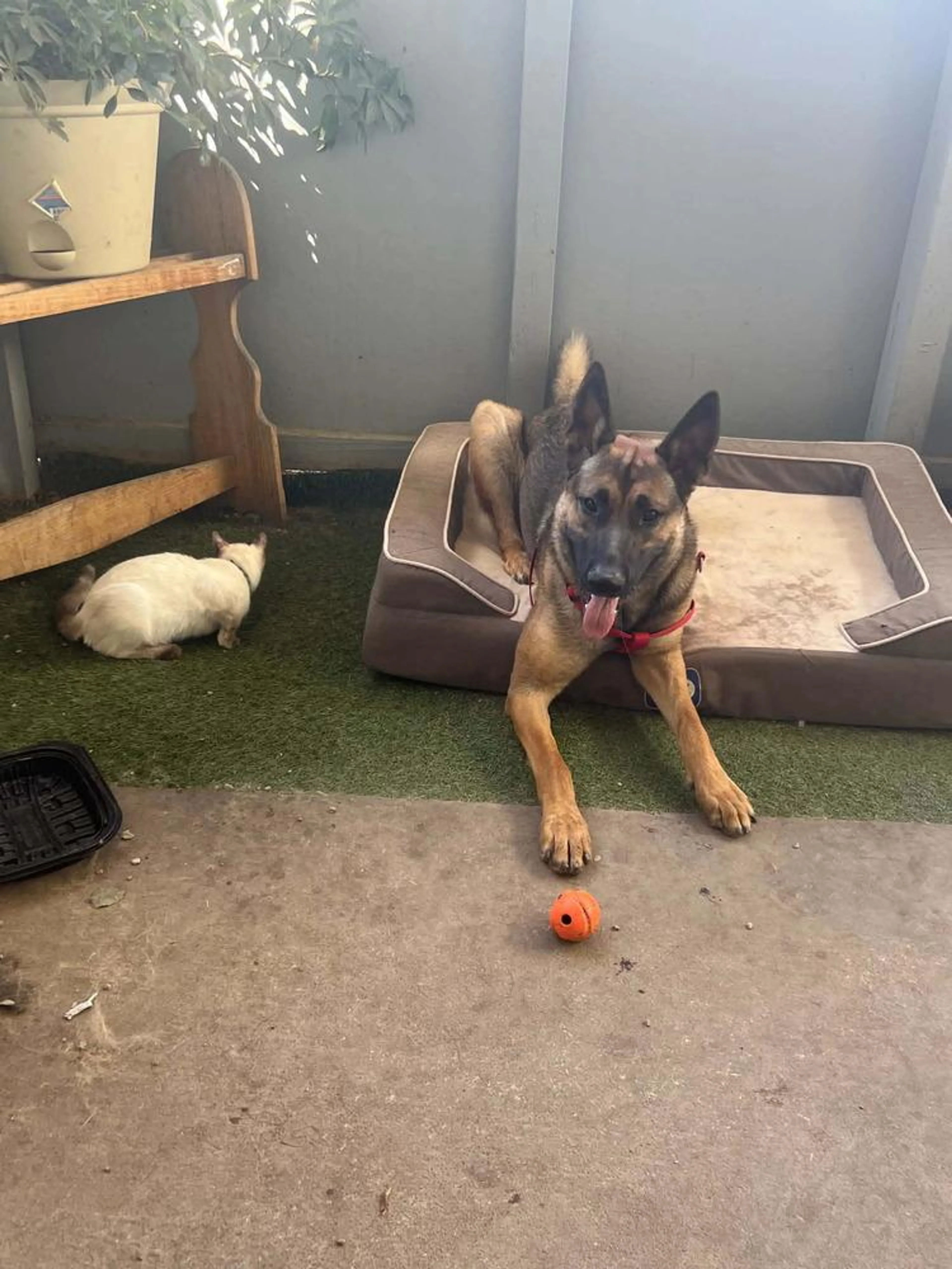 Found pet-3