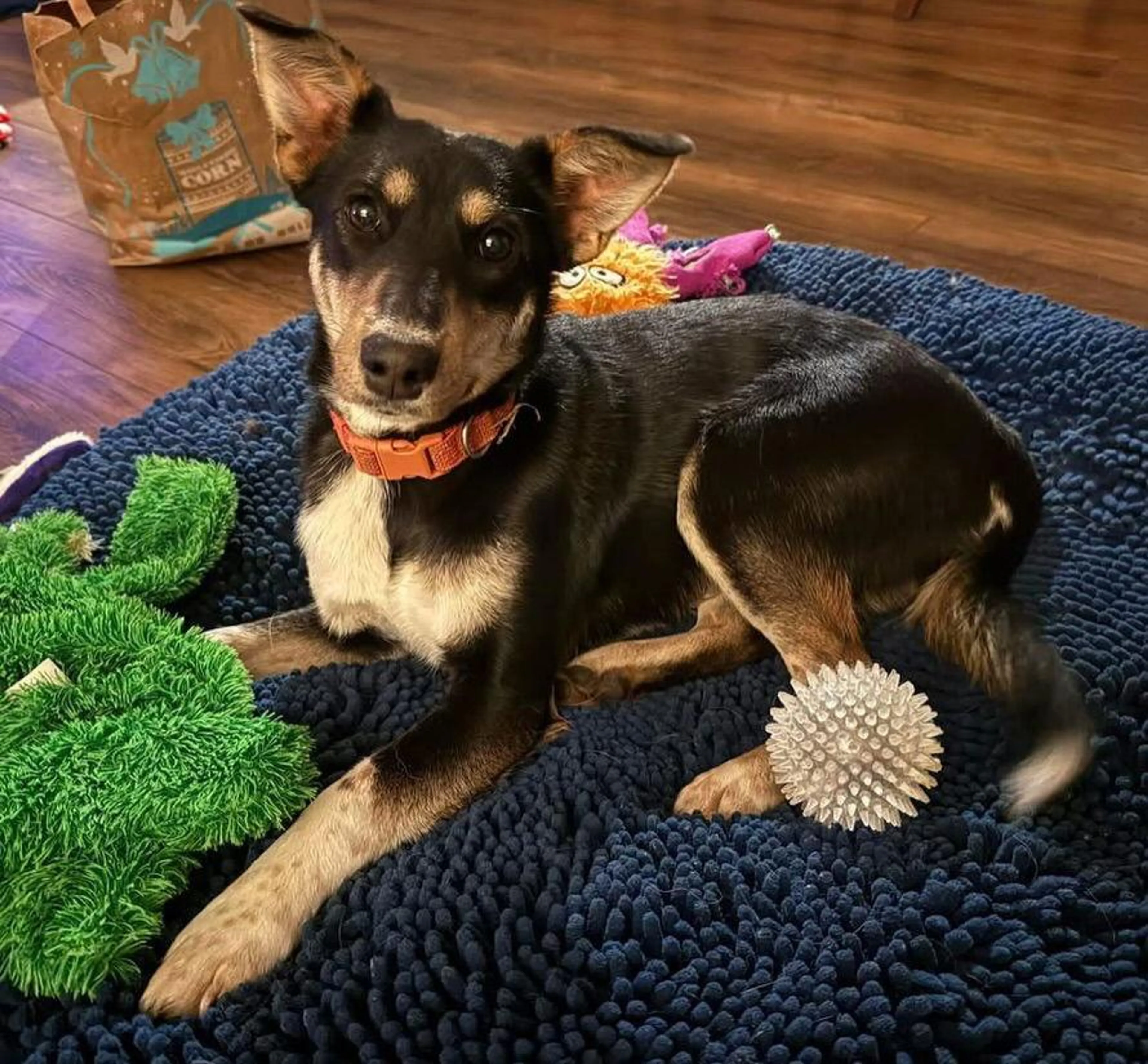 Found pet-1