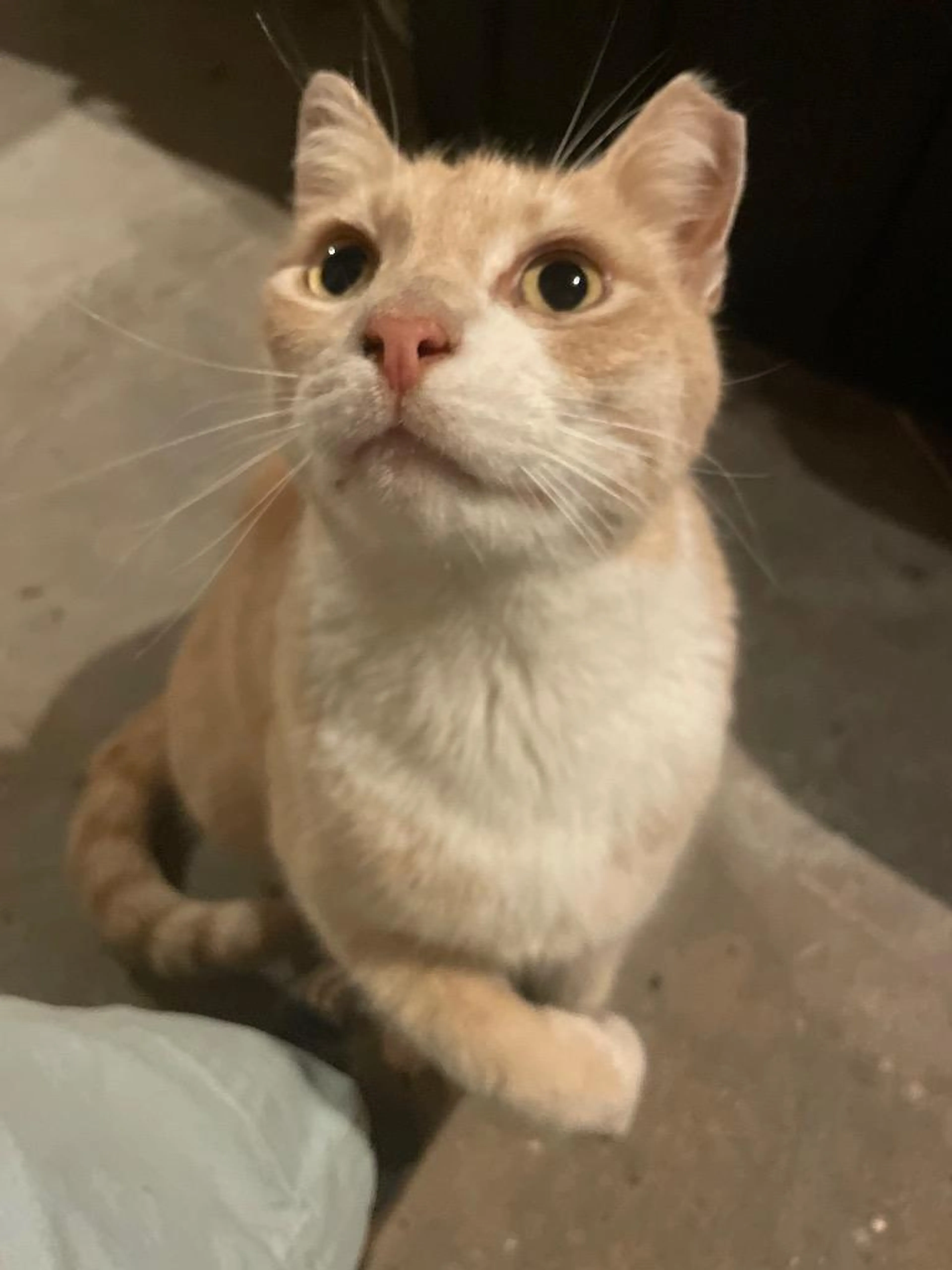 Found pet-2