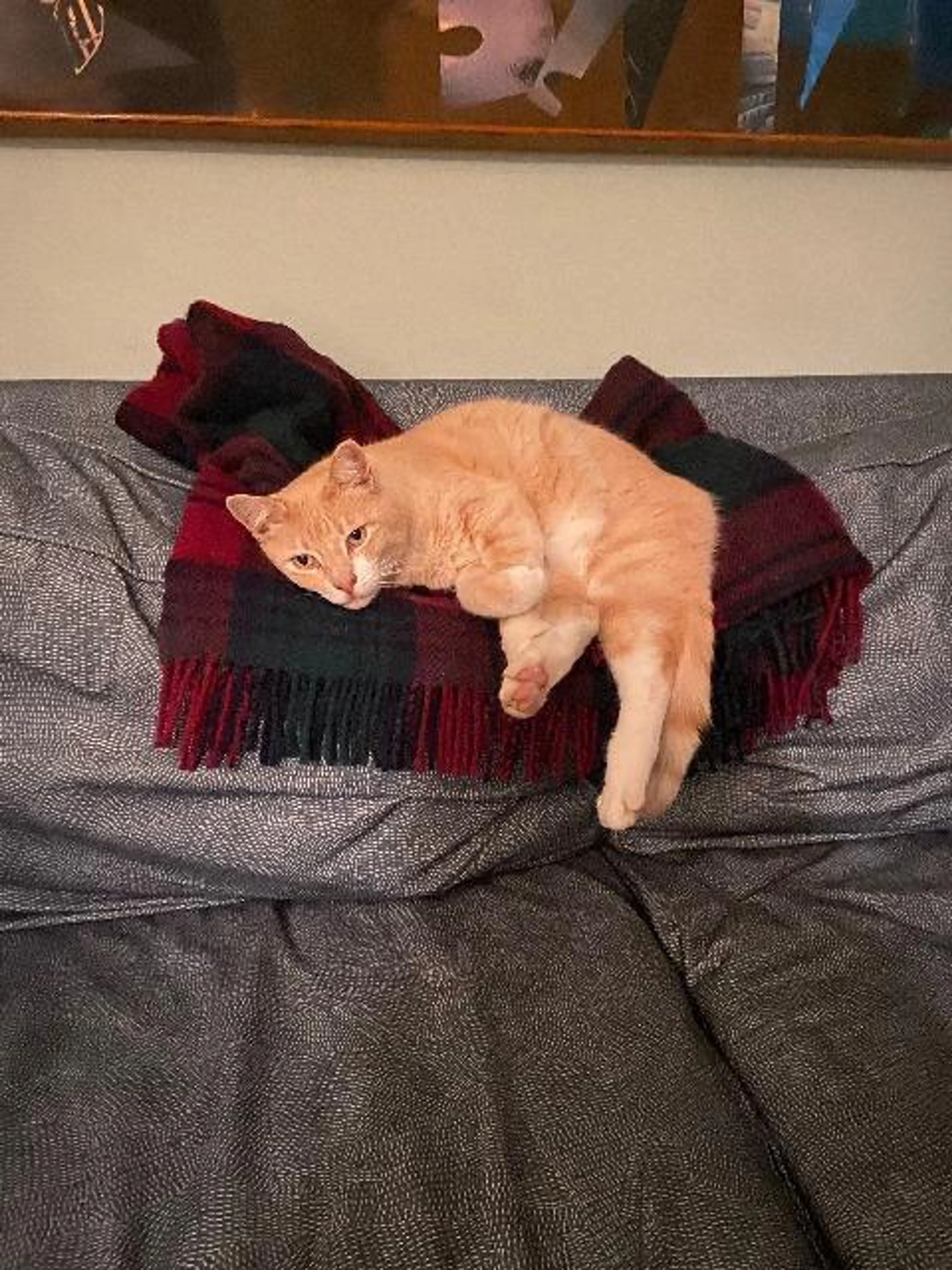 Found pet-1