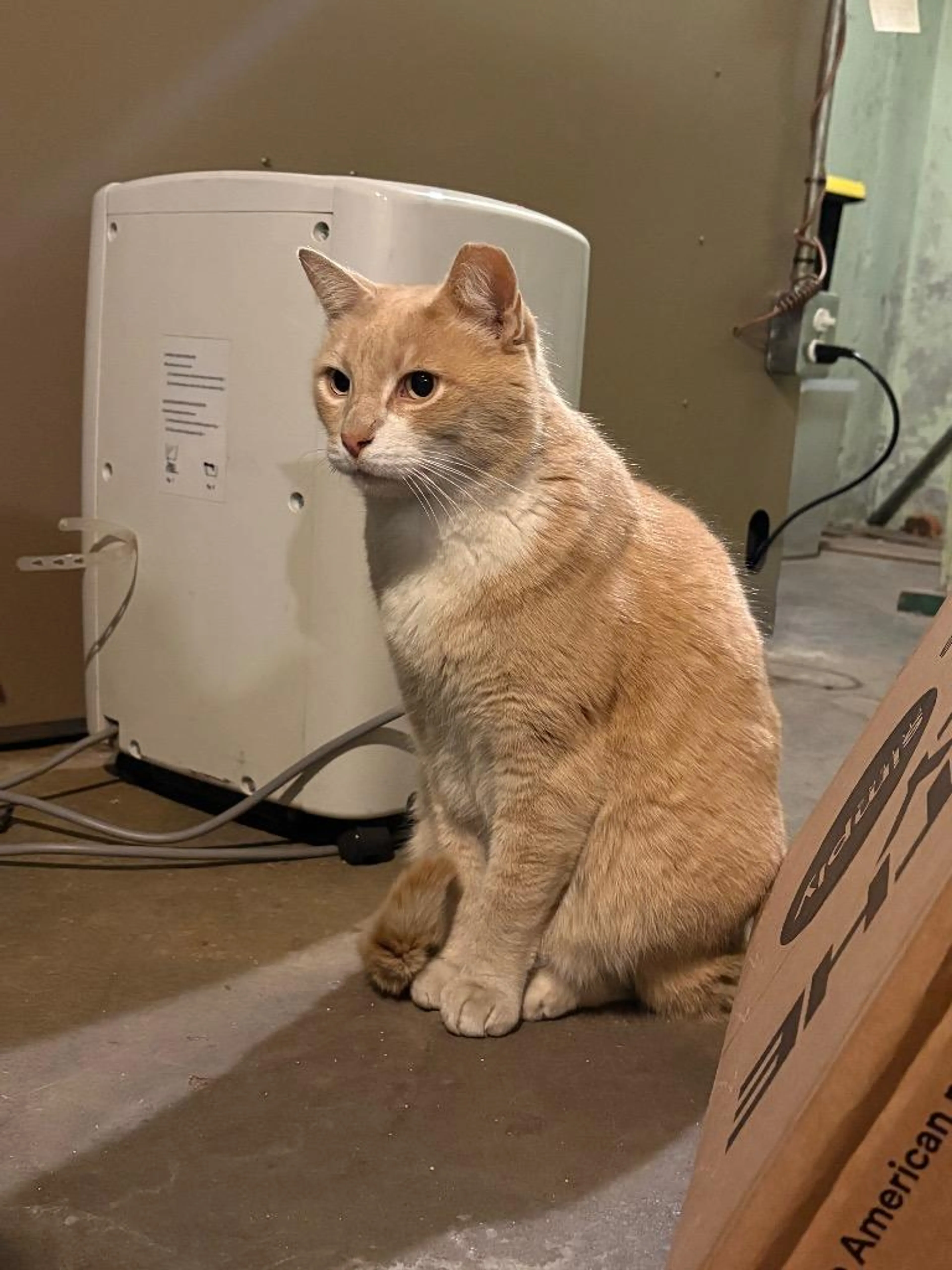 Found pet-3