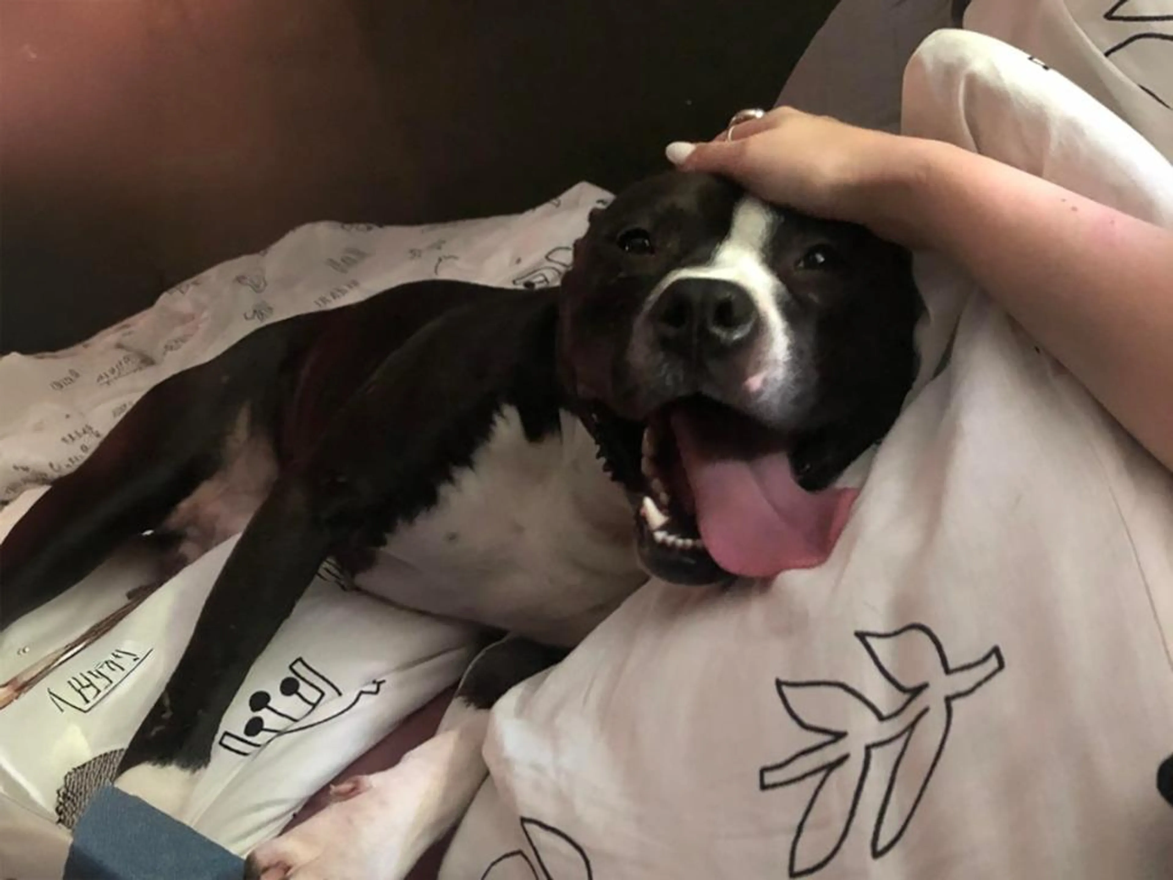 Found pet-0