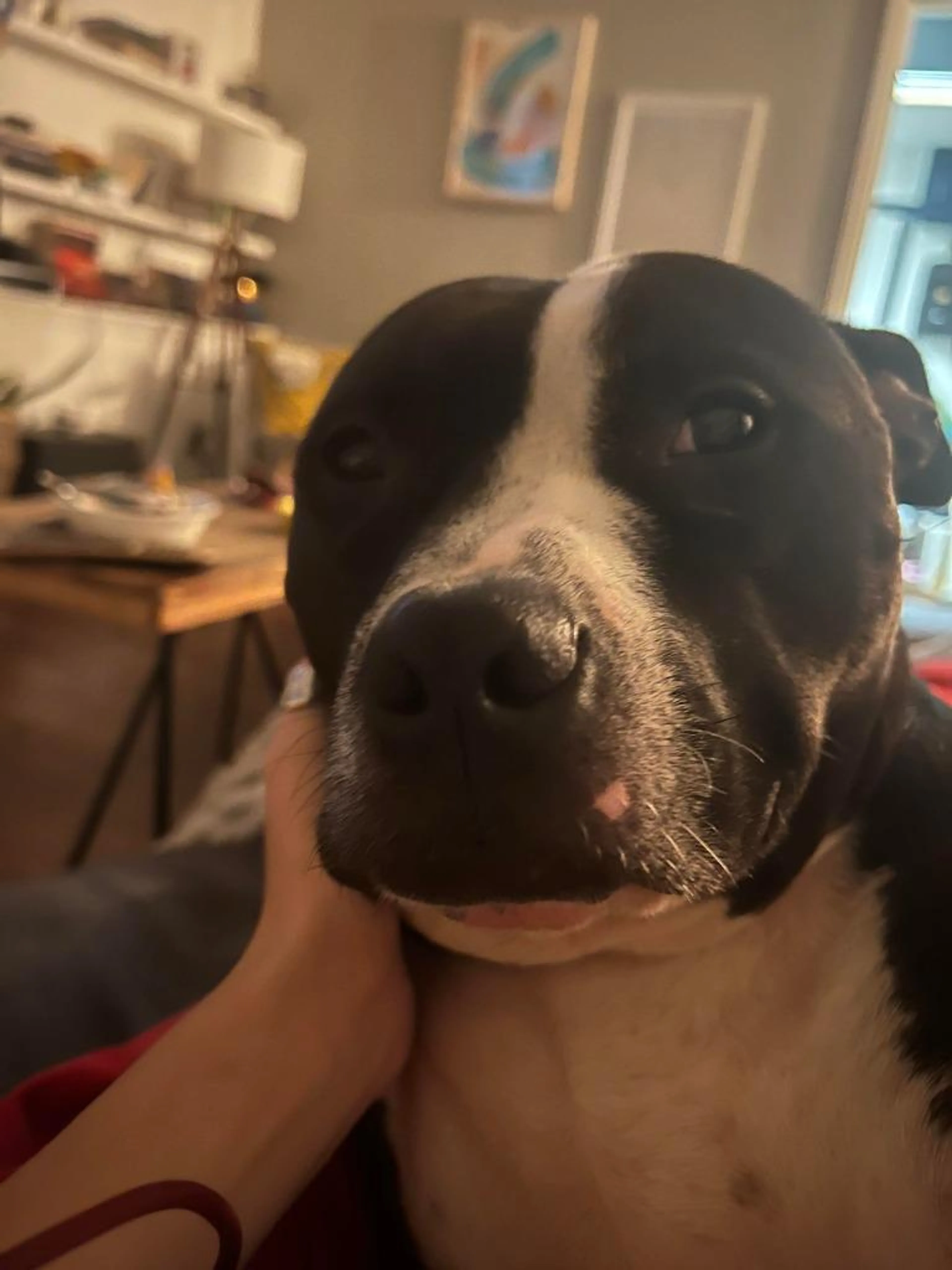 Found pet-2