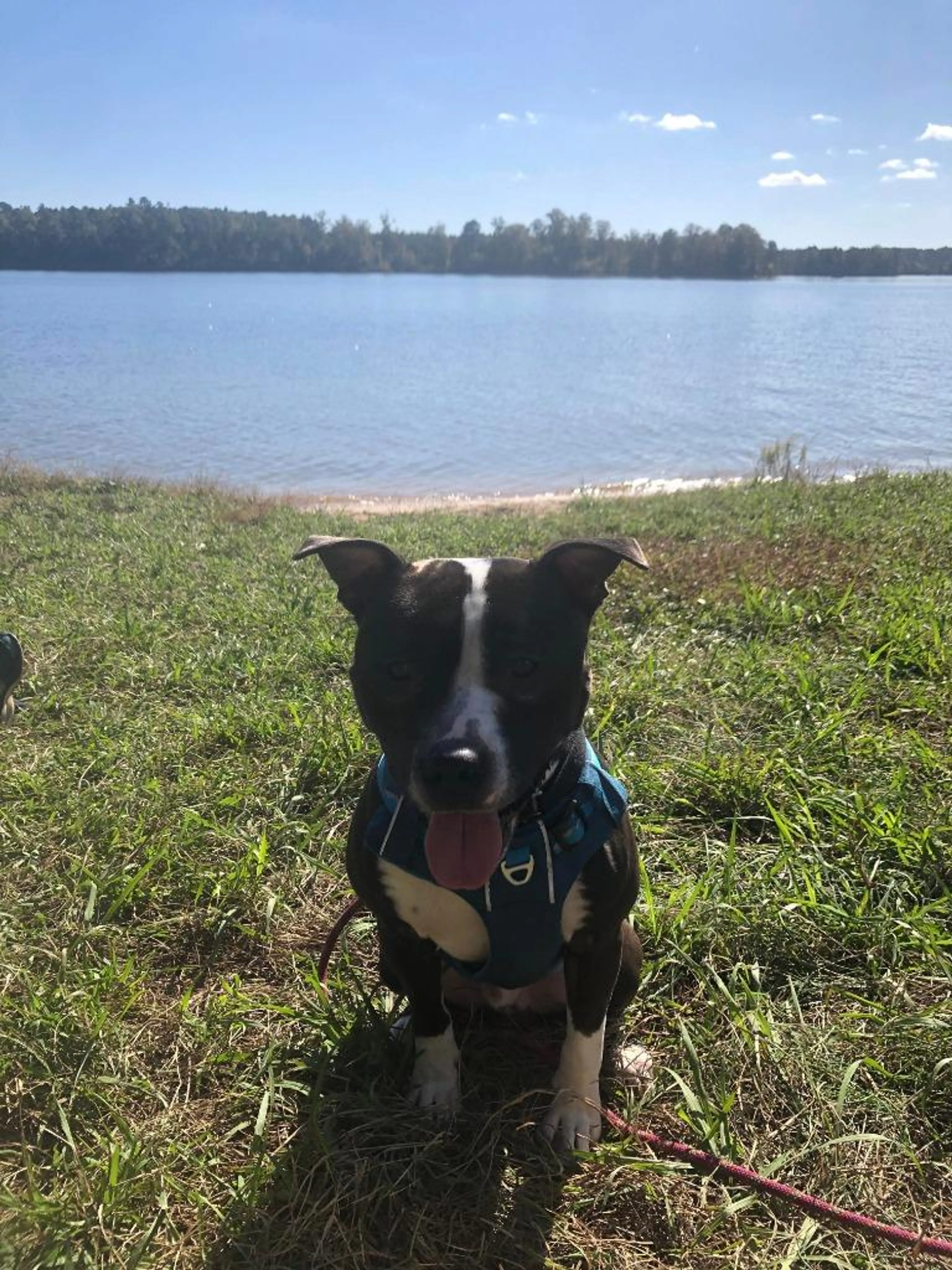 Found pet-4