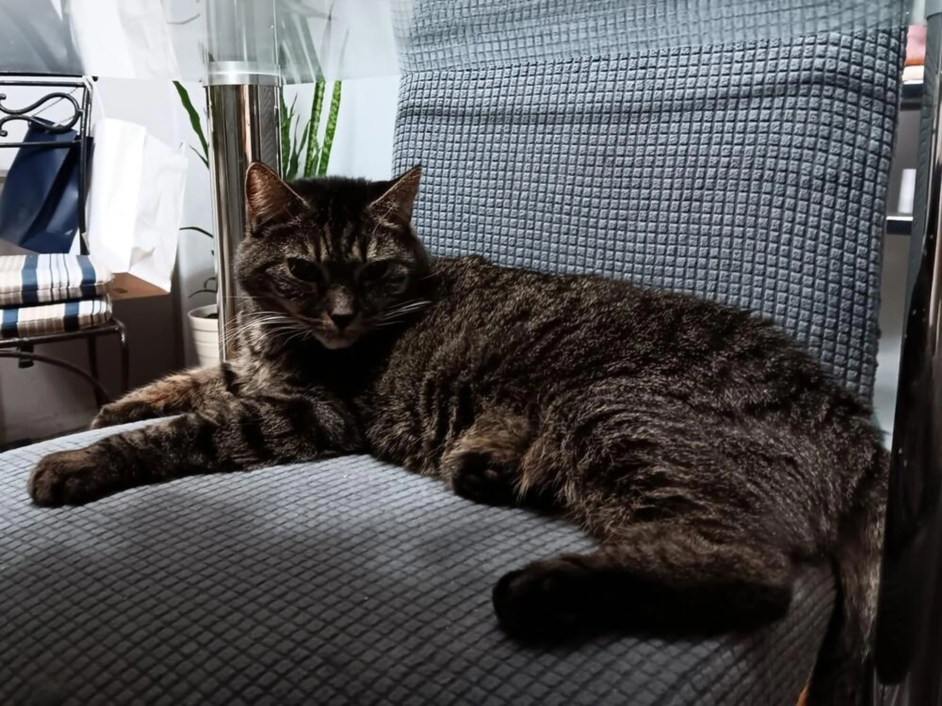 Found pet-0