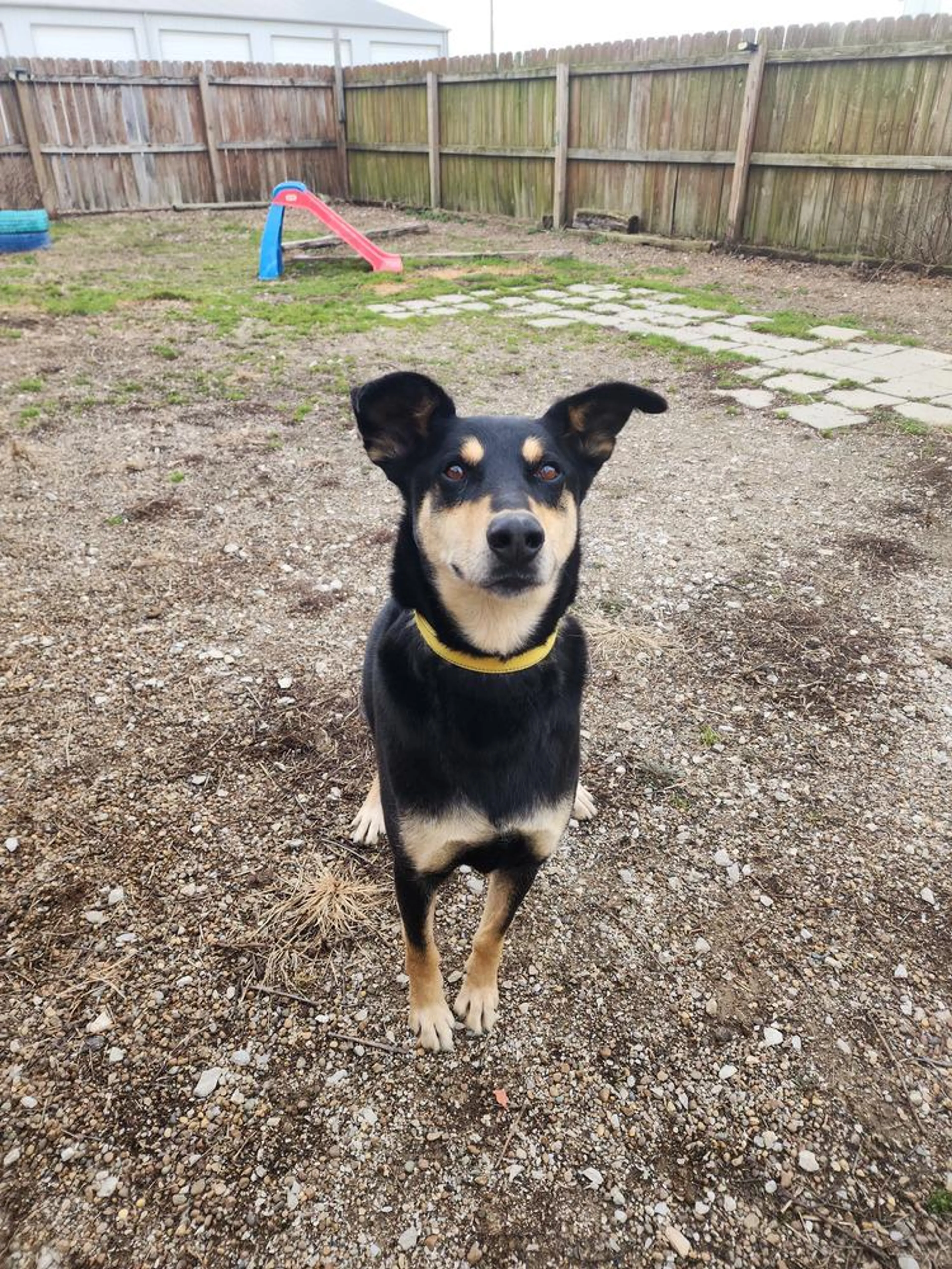 Found pet-3