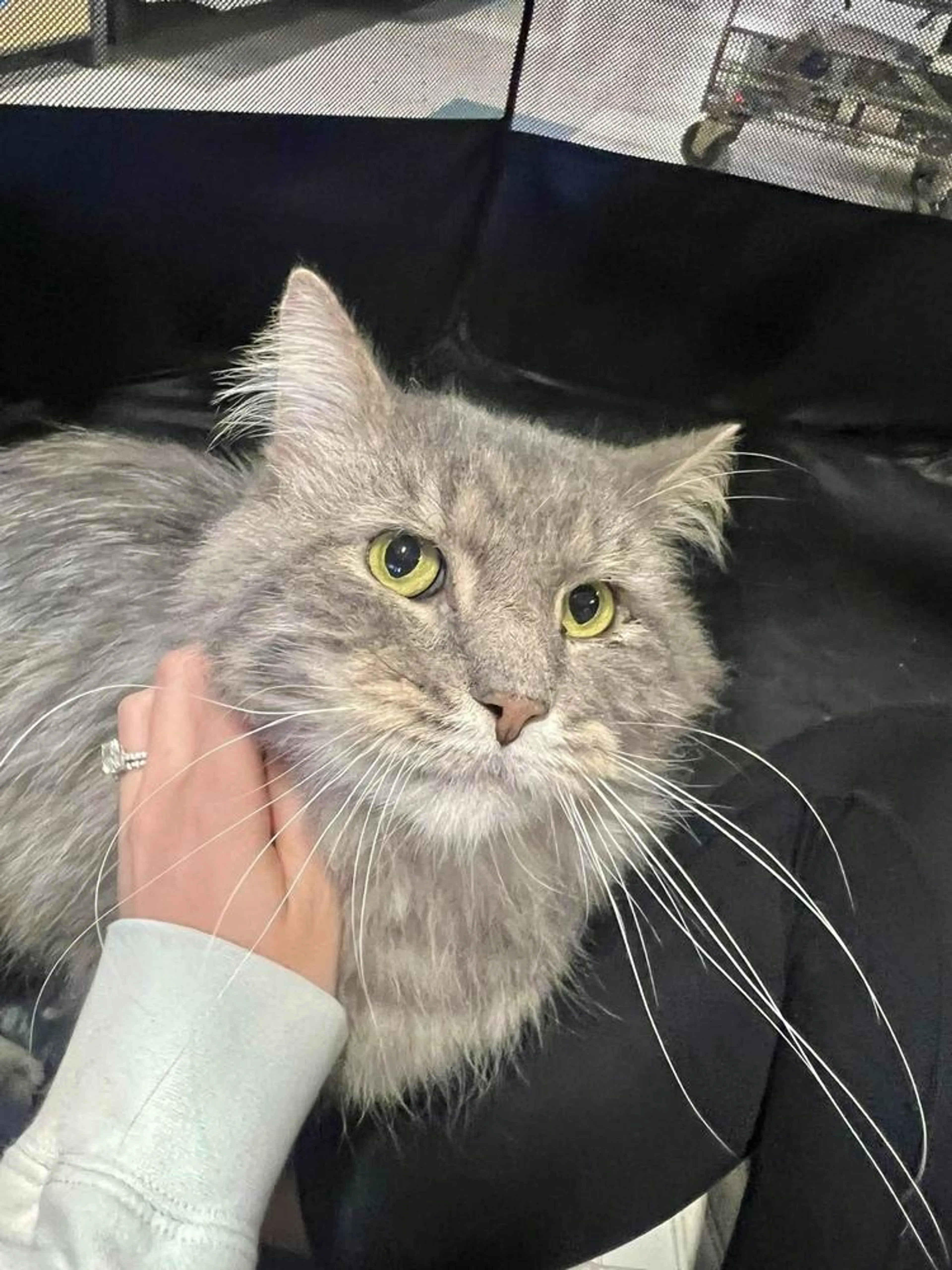 Found pet-0