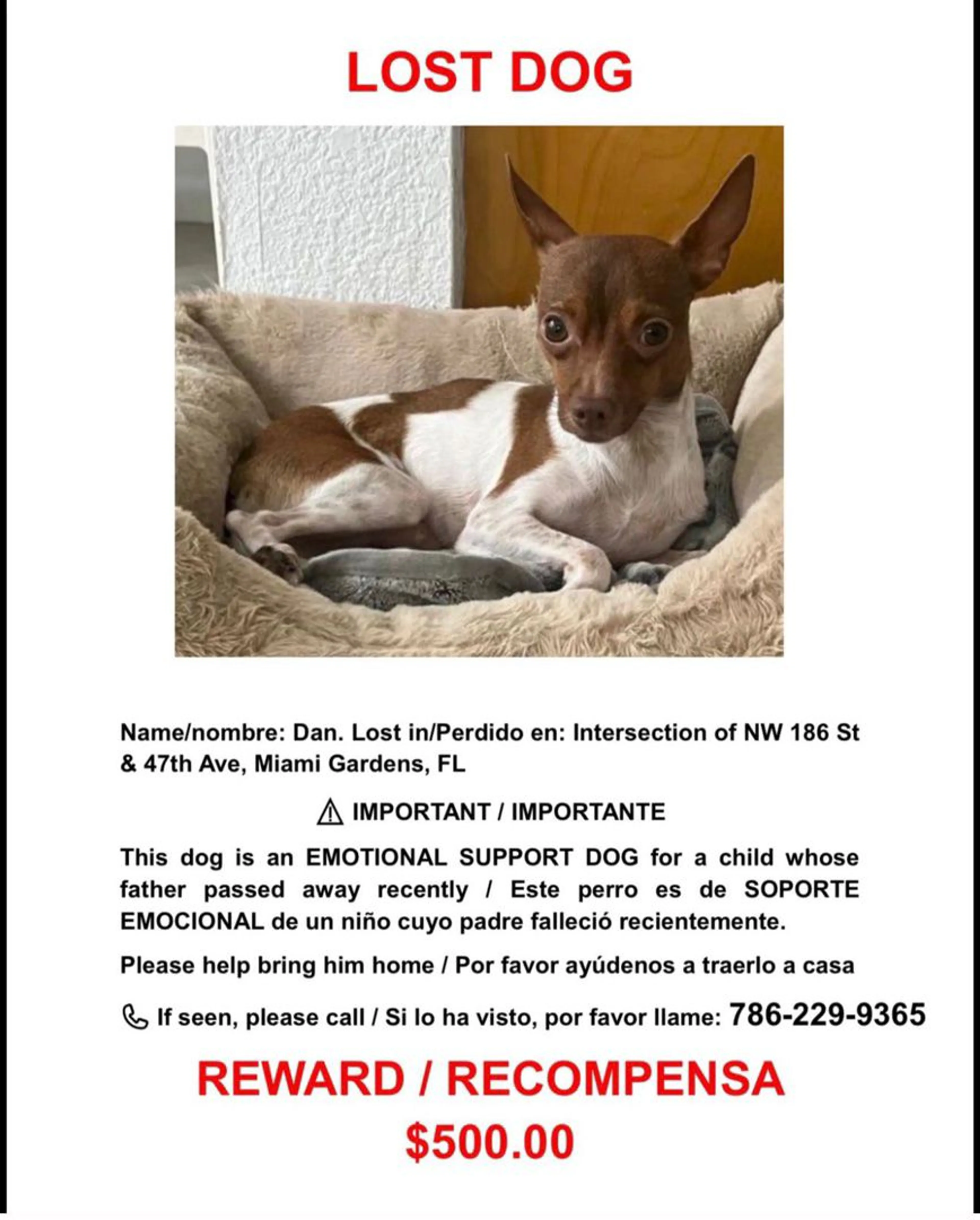 Lost pet