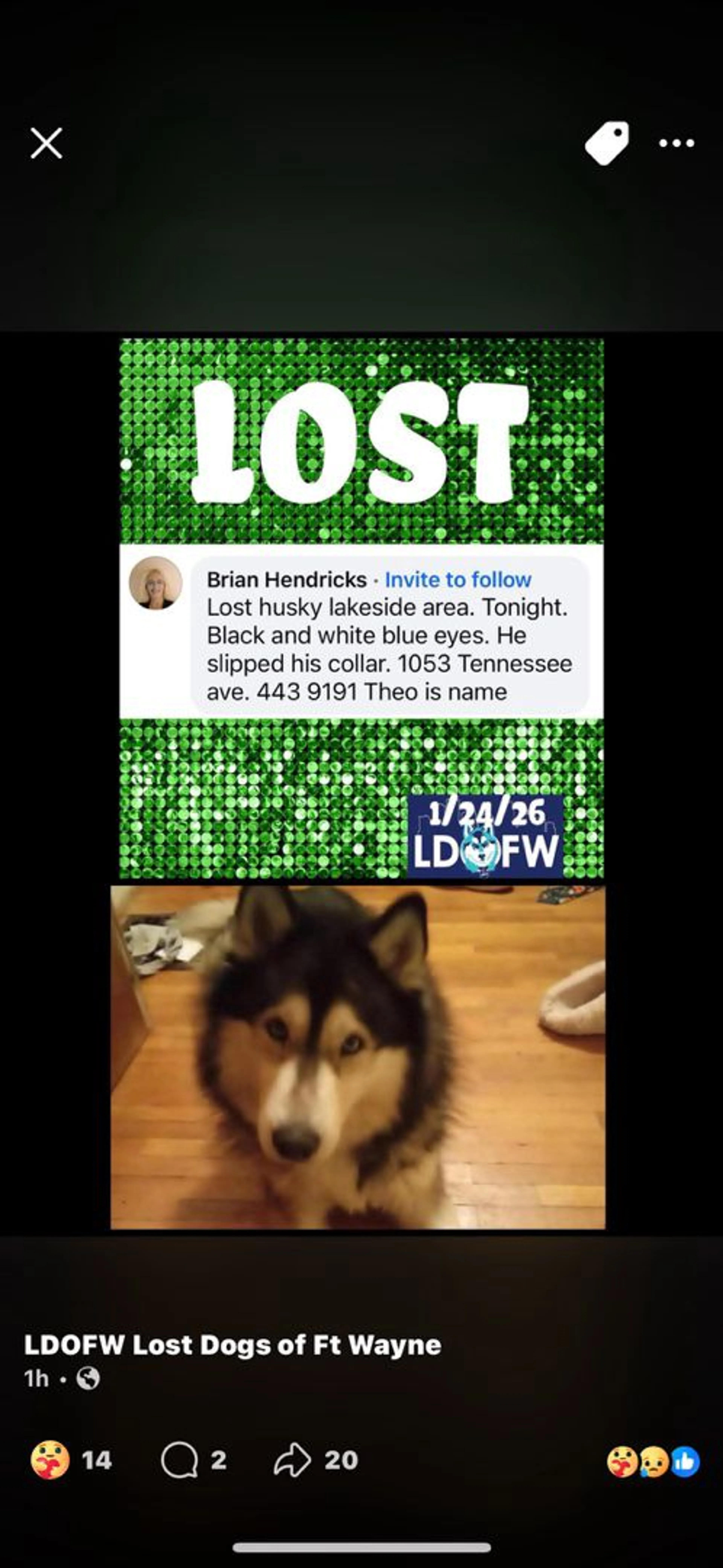 Lost pet-0