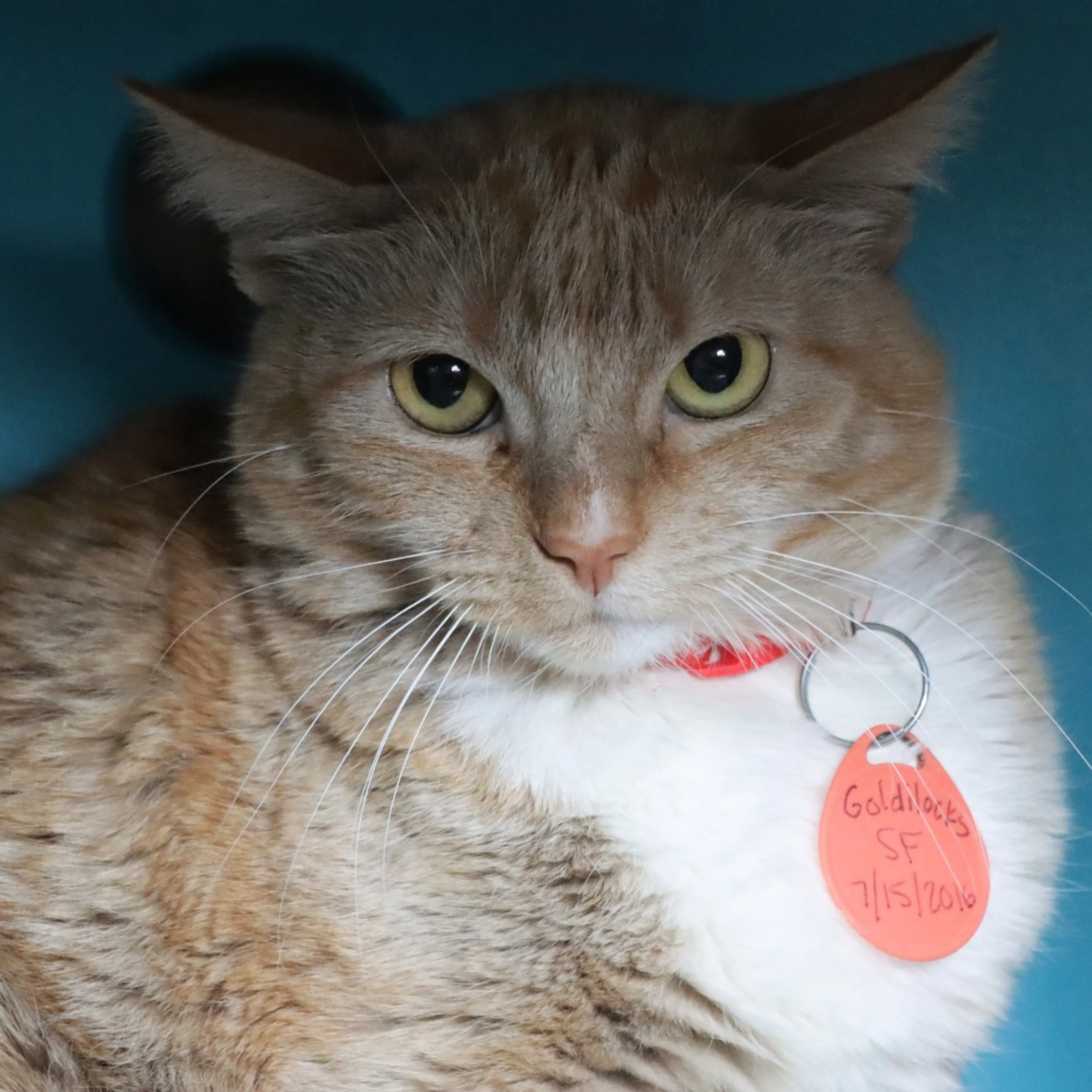 Found pet-0