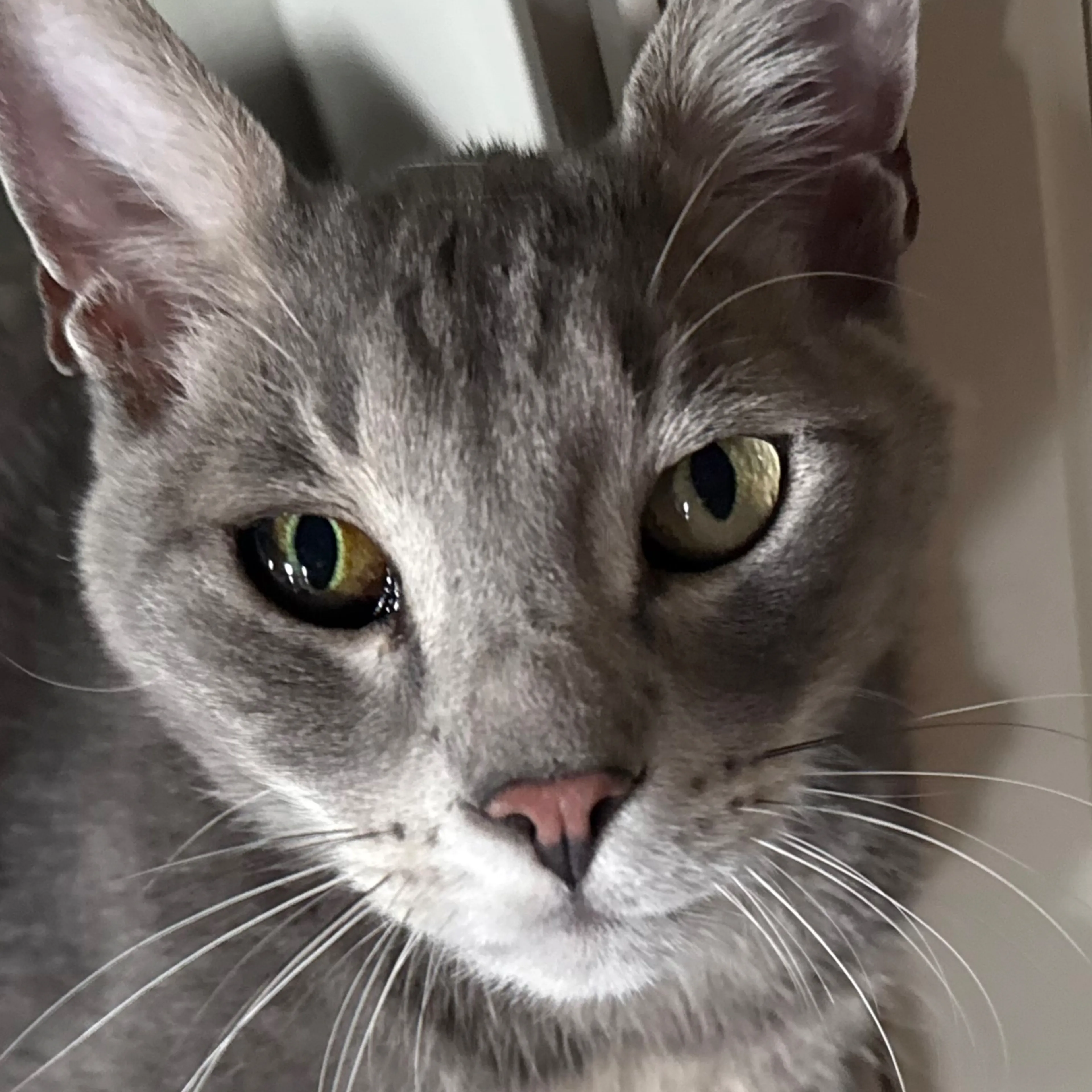 cdn image