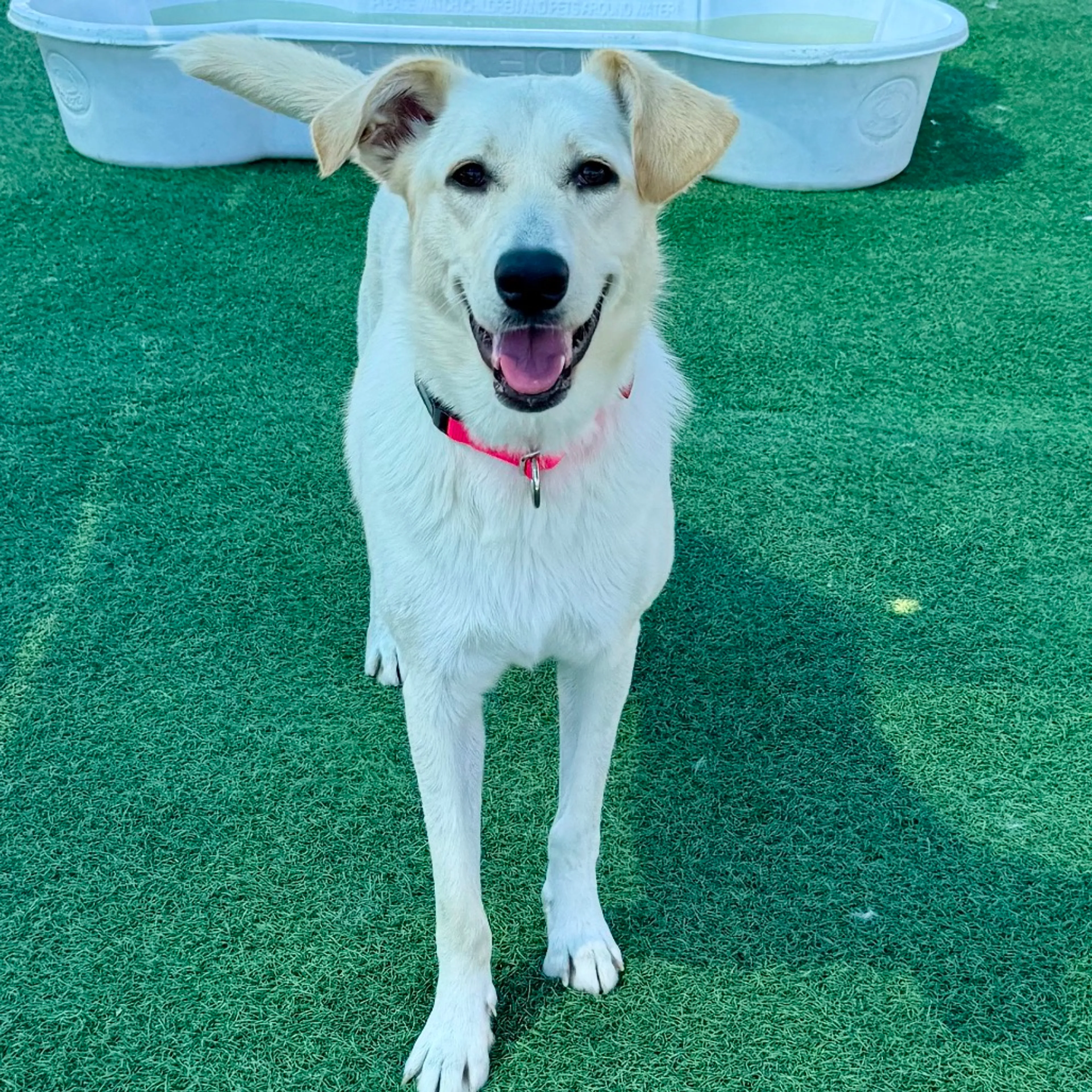 Found pet-11