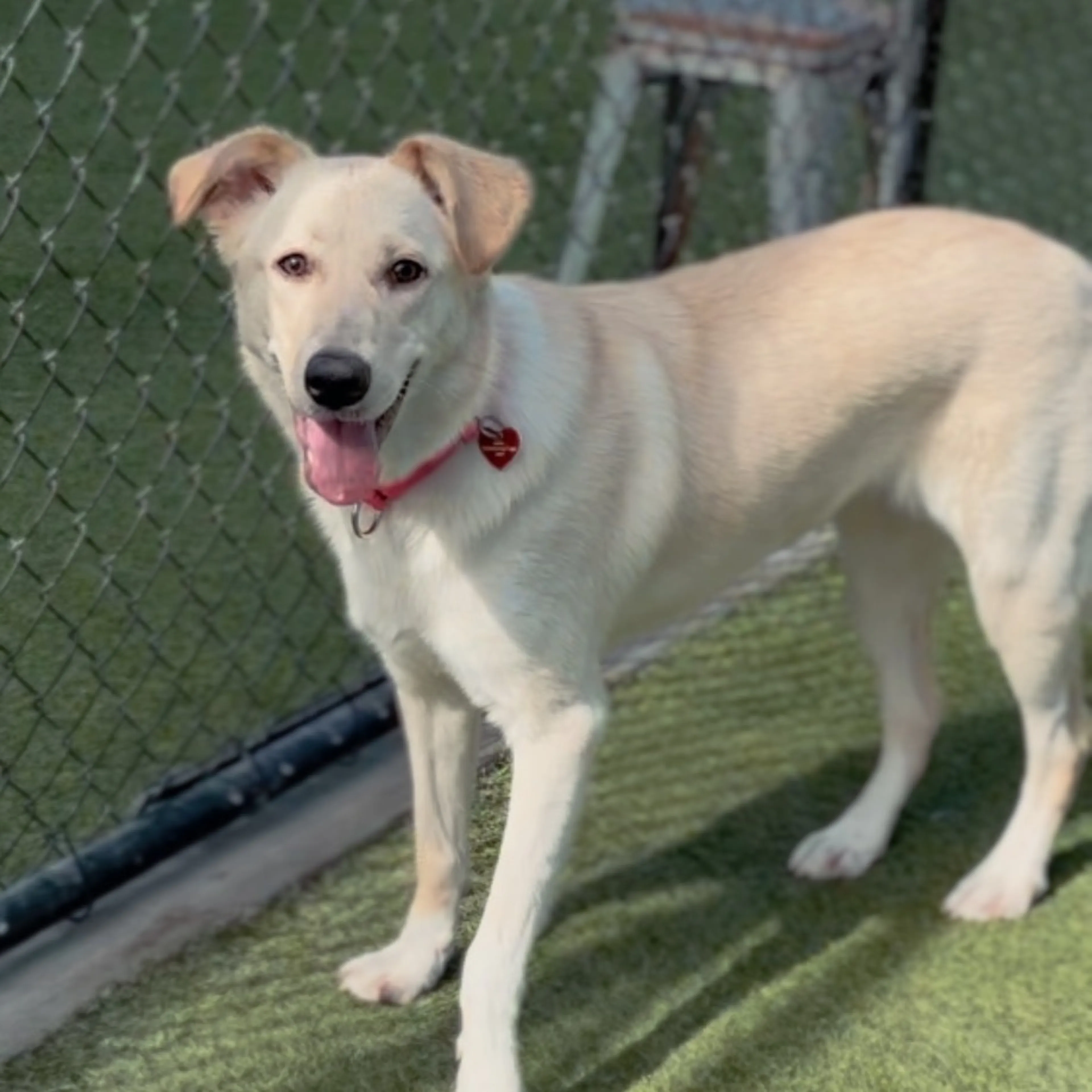 Found pet-2