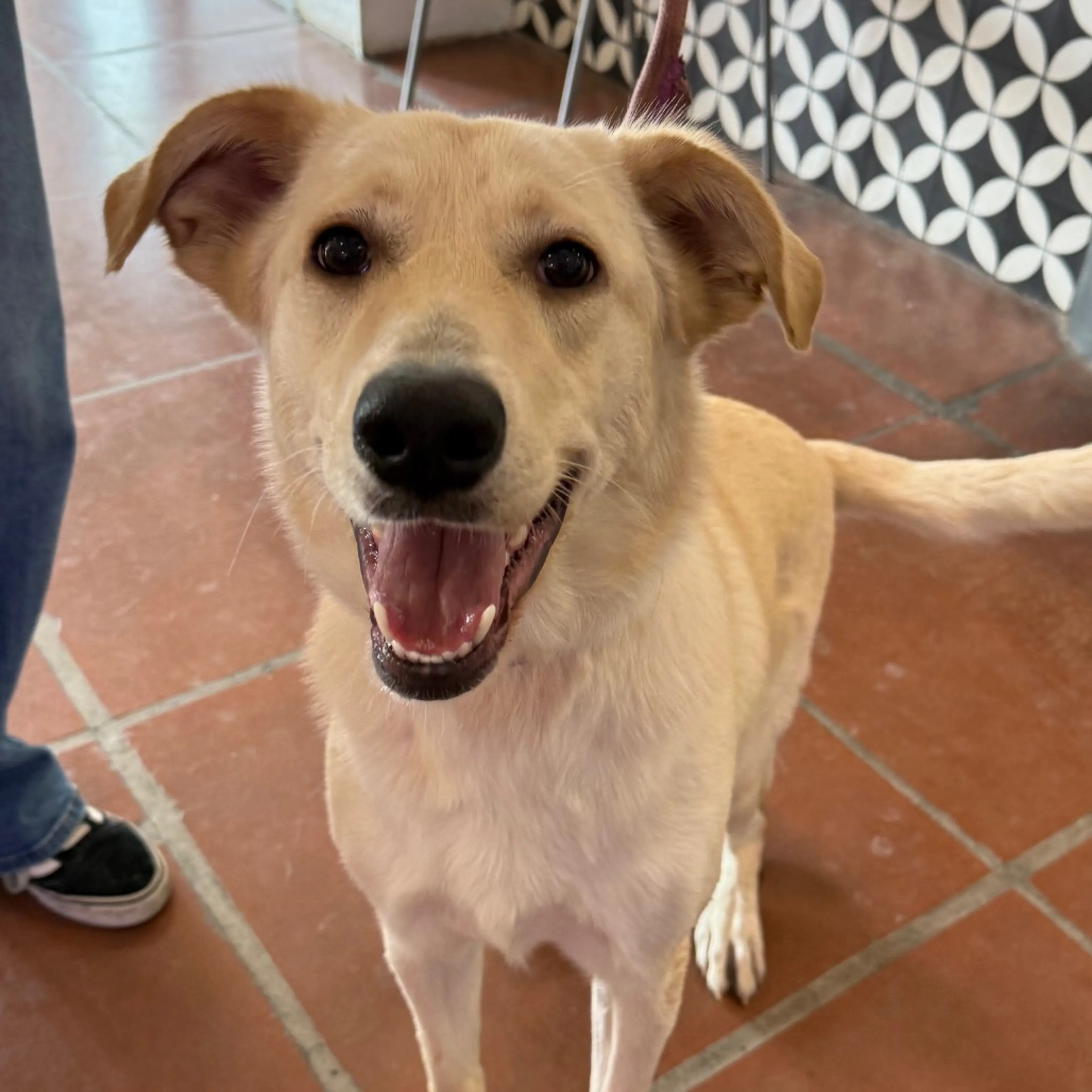 Found pet-1