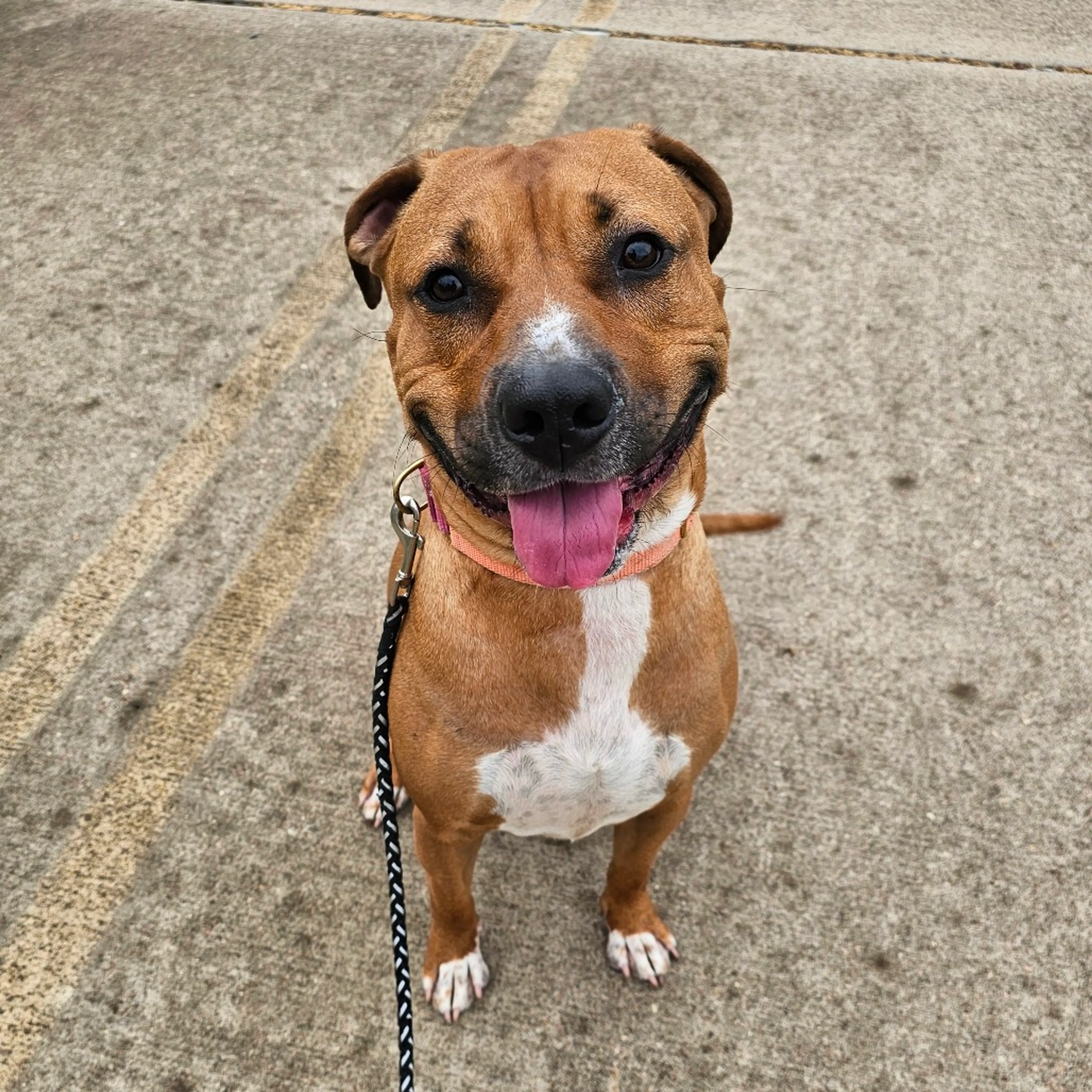 Found pet-18