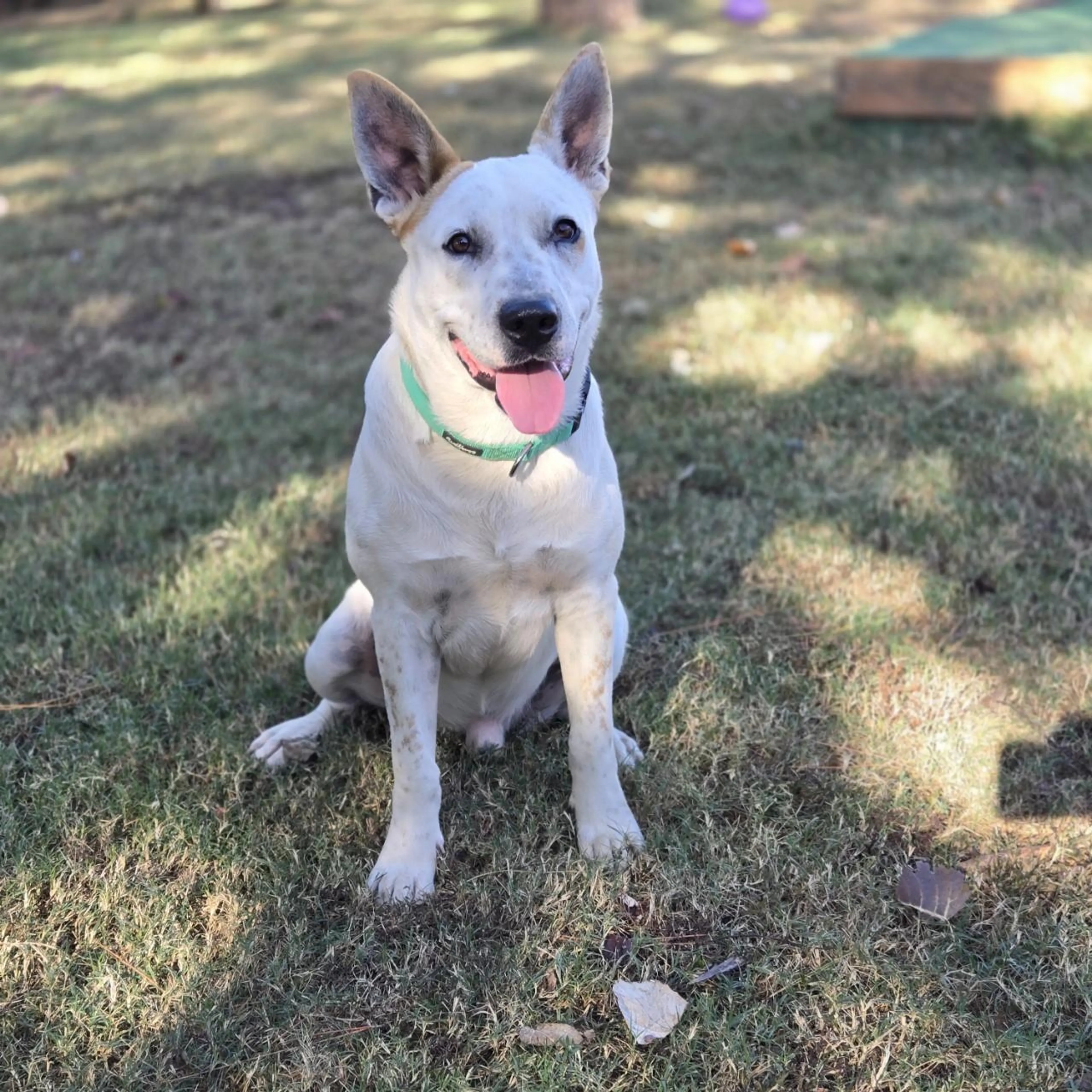 Found pet-2