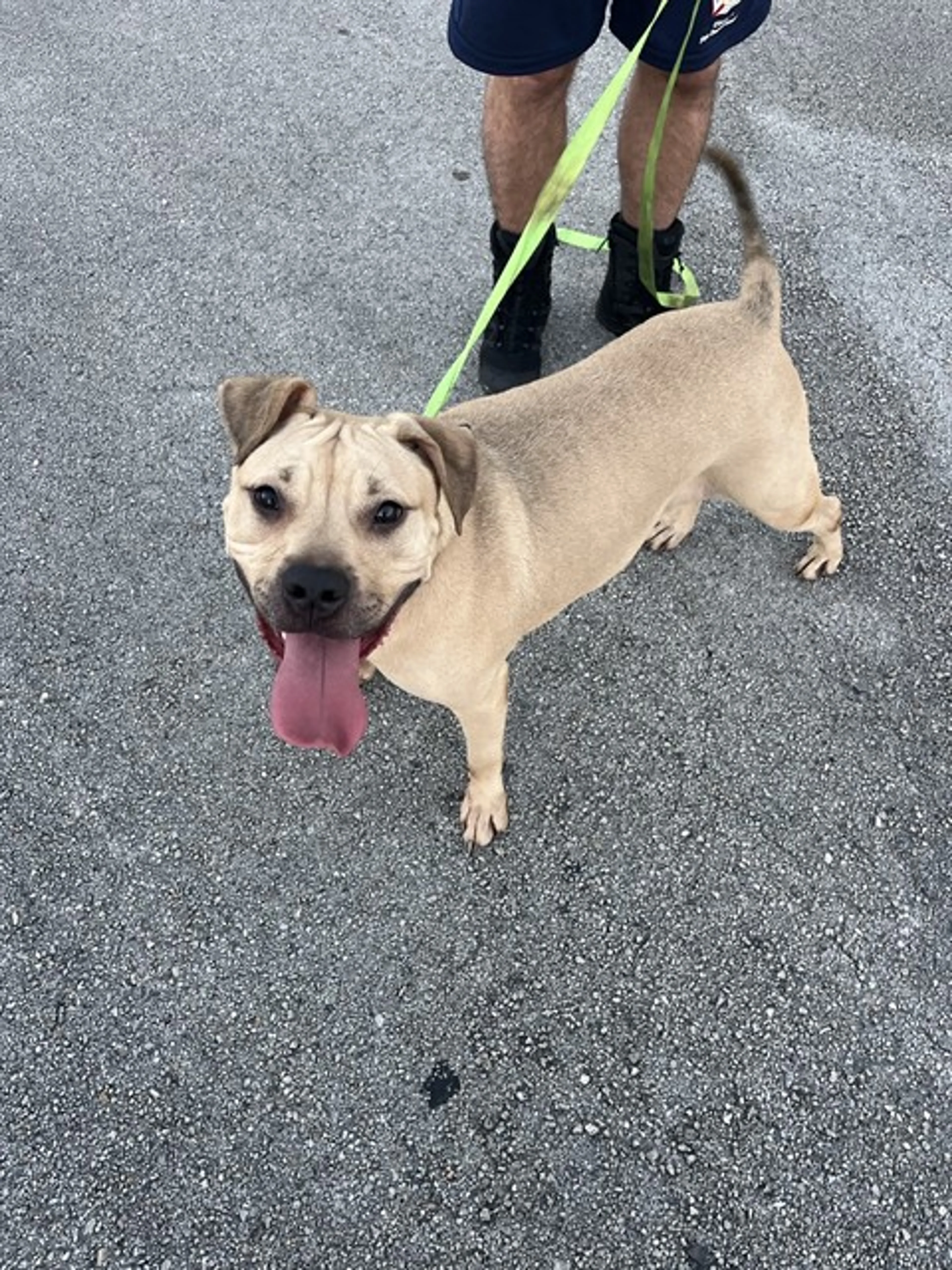 Found pet