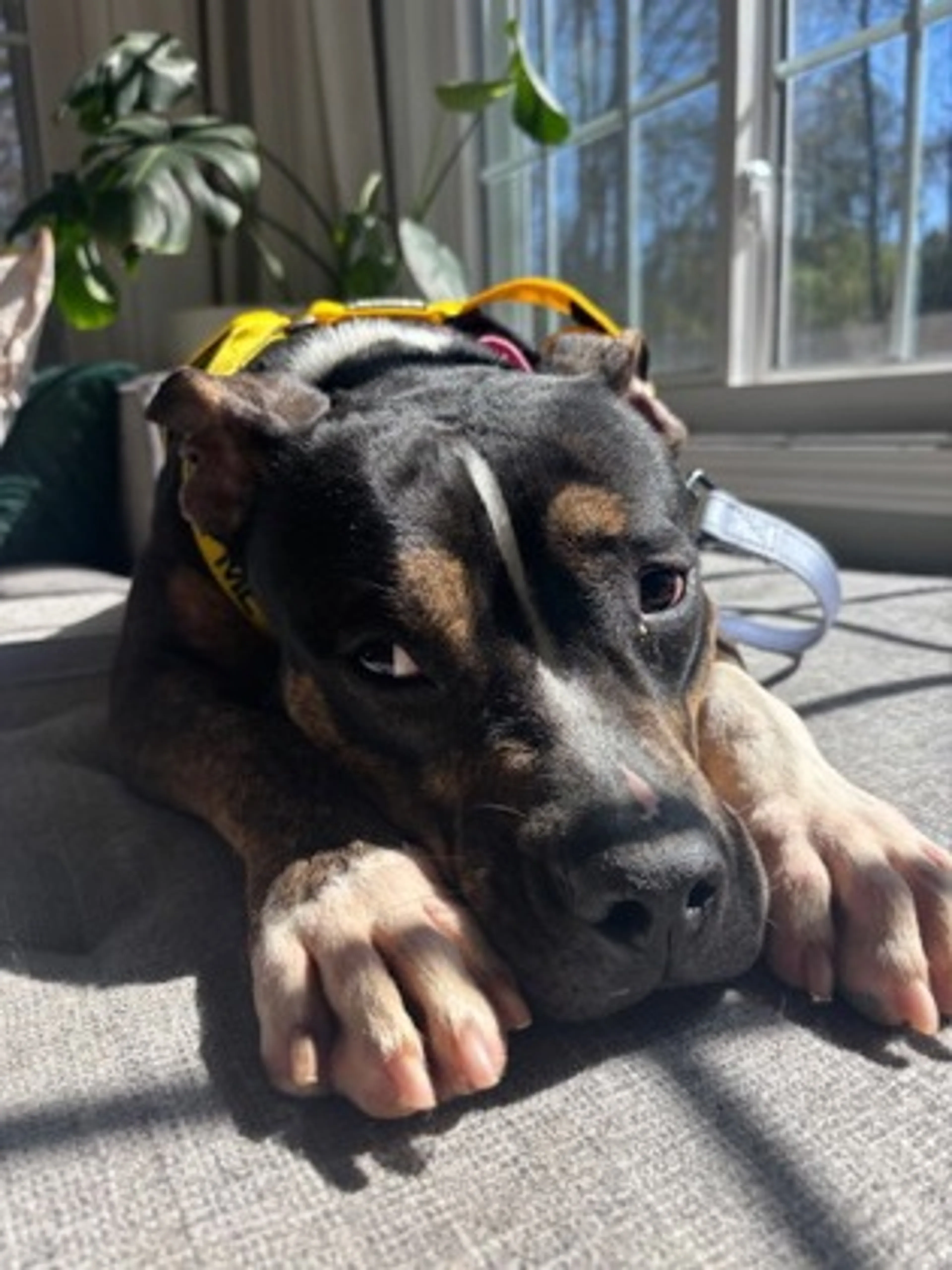 Found pet
