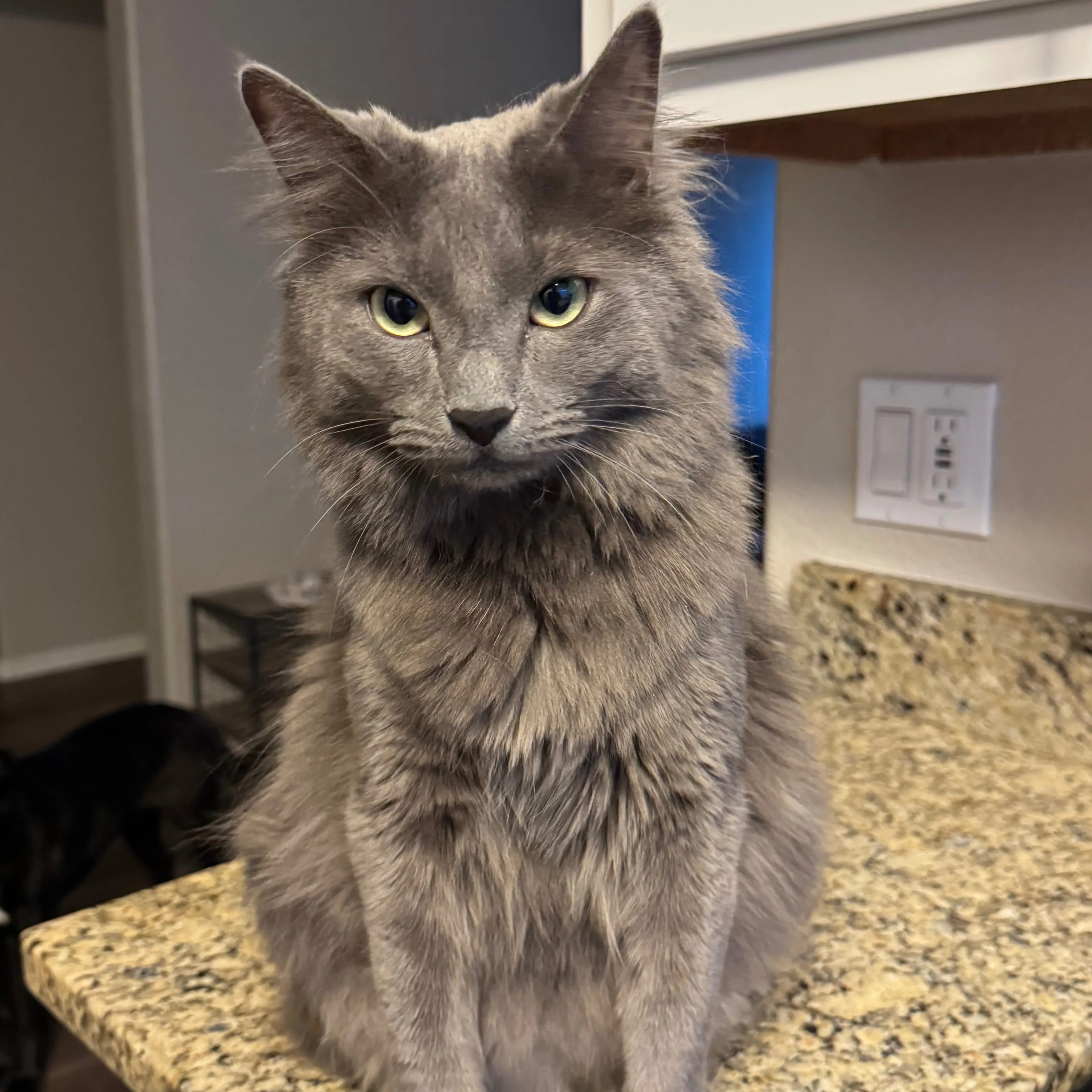 Lost pet-1
