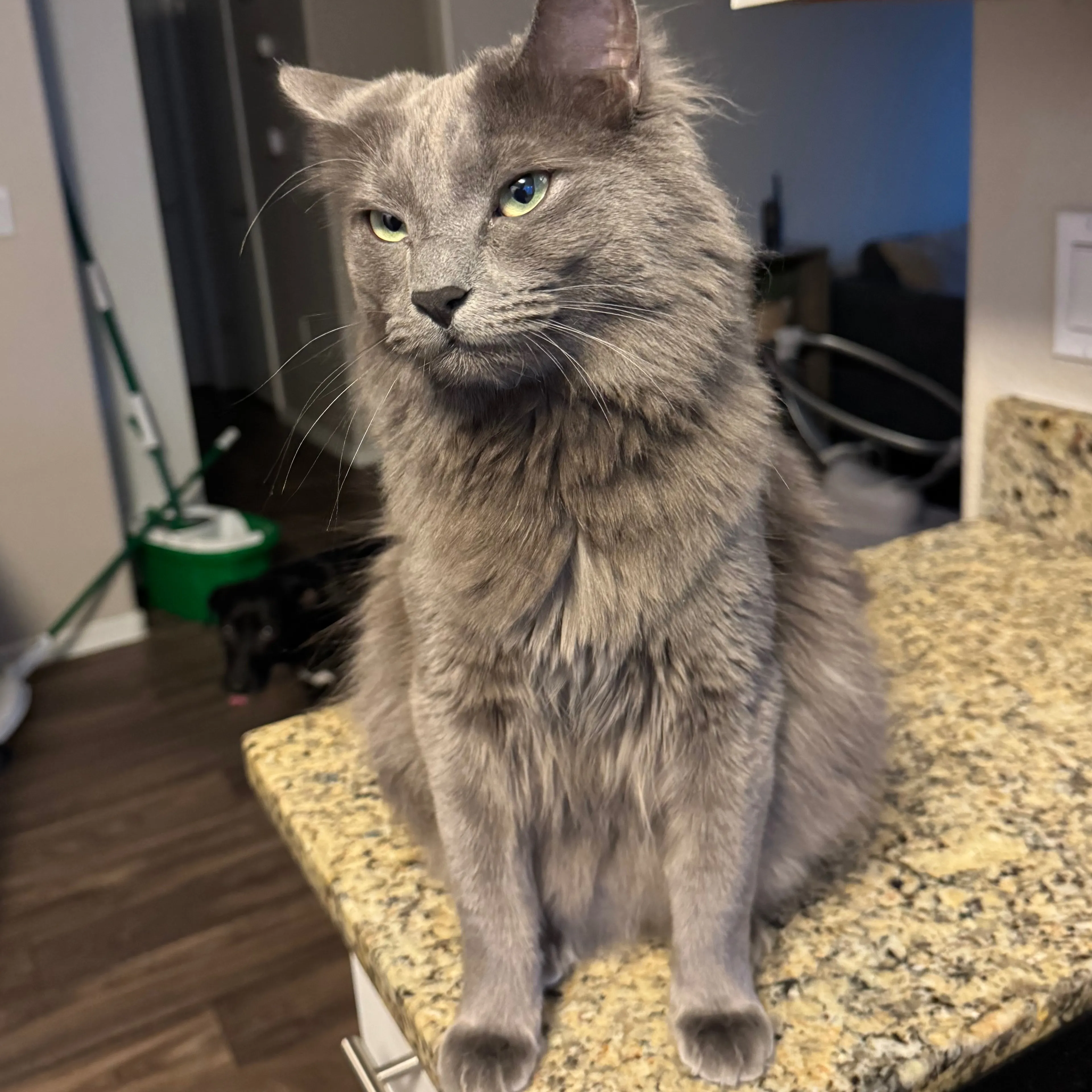 Lost pet-0