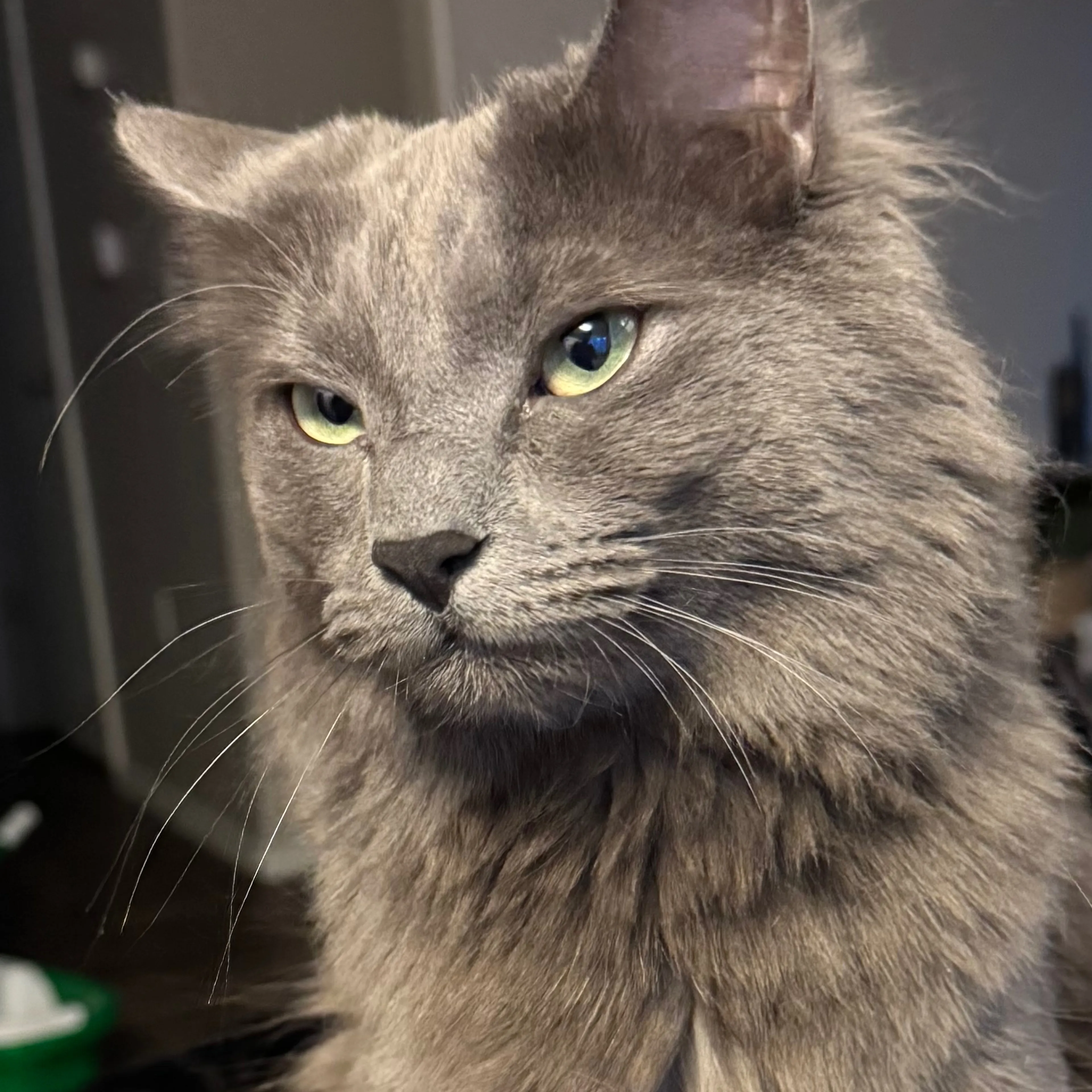 Lost pet-2