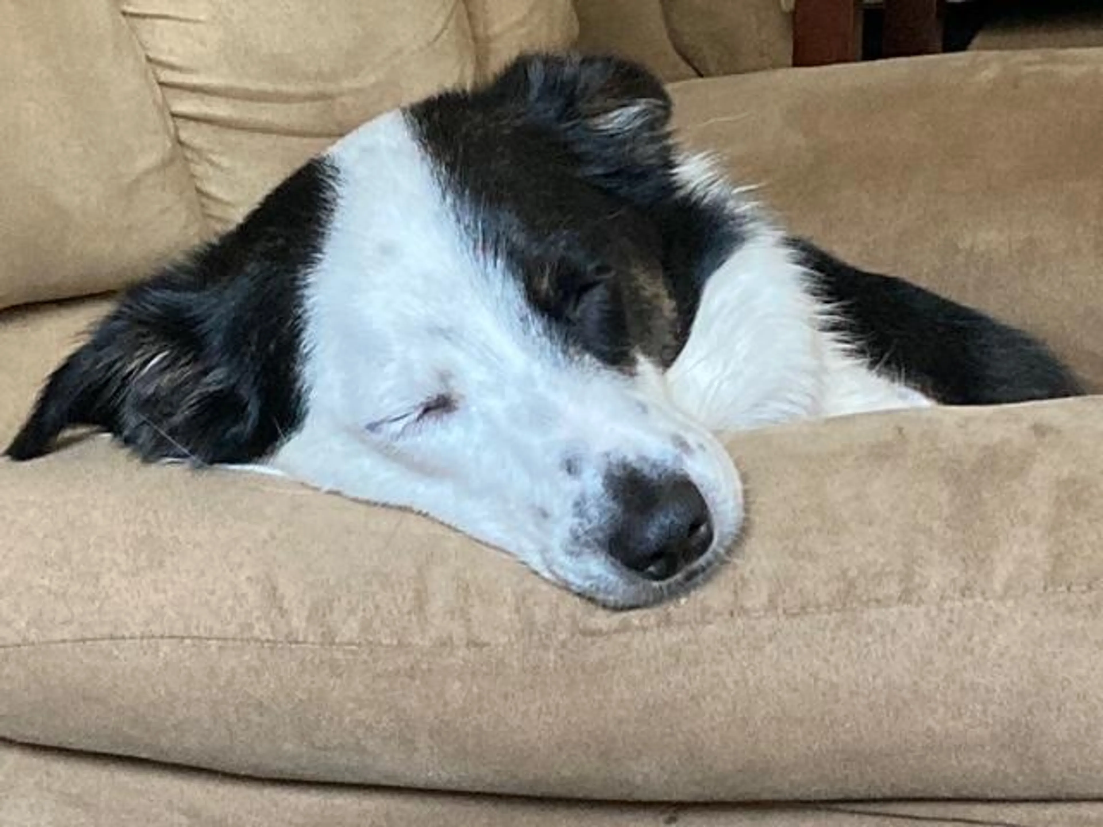 Found pet-2
