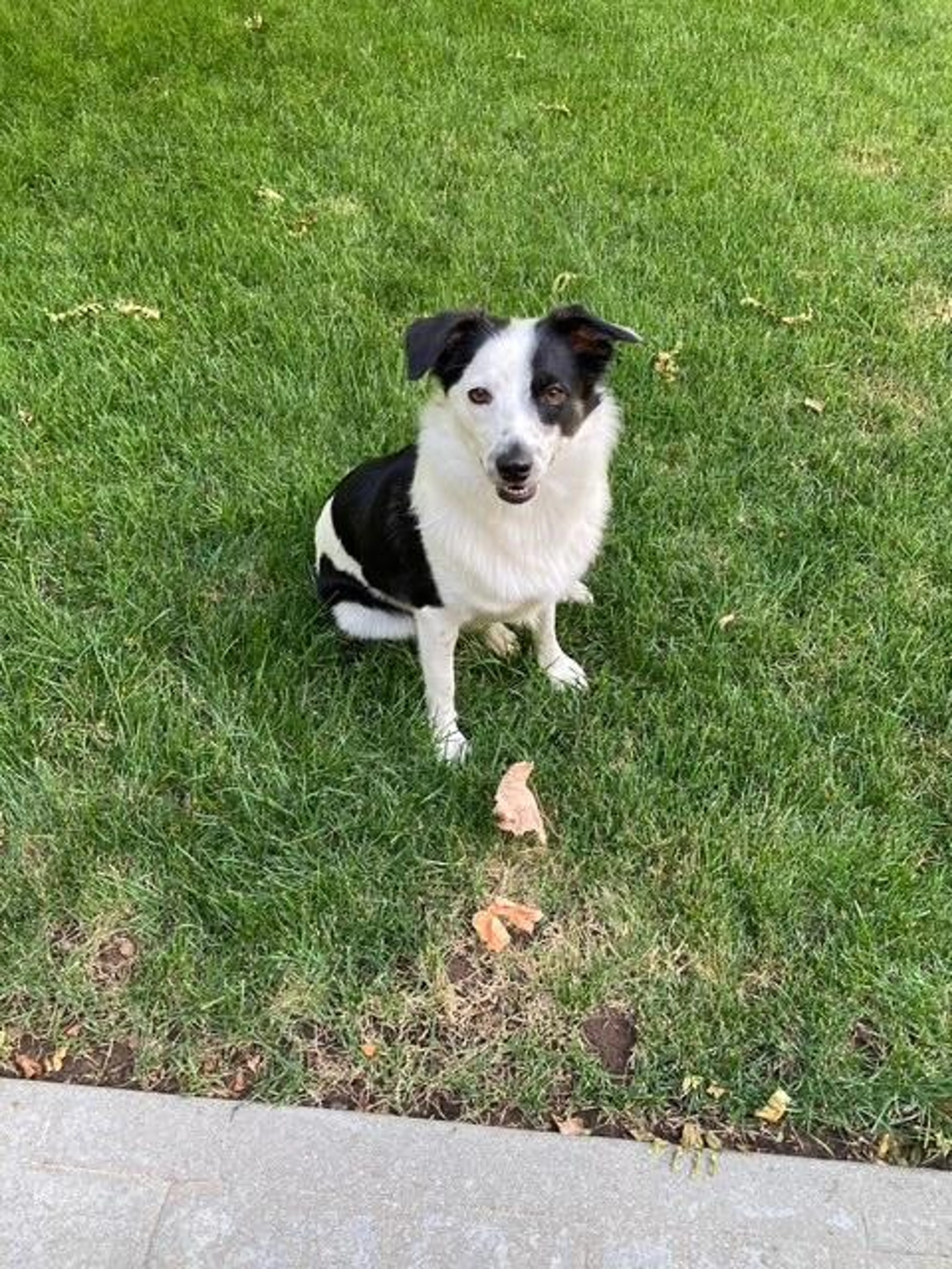 Found pet-1