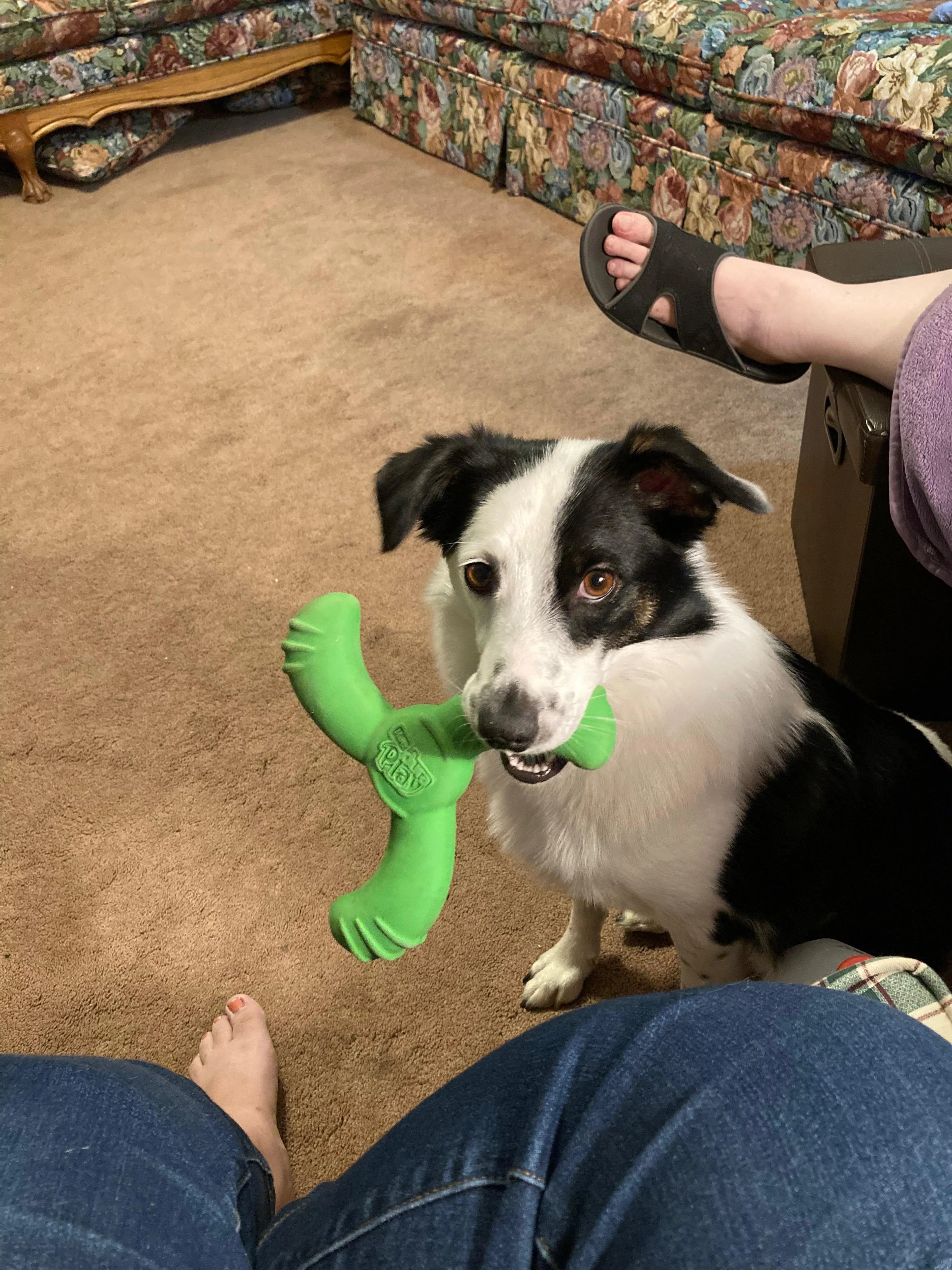 Found pet-0