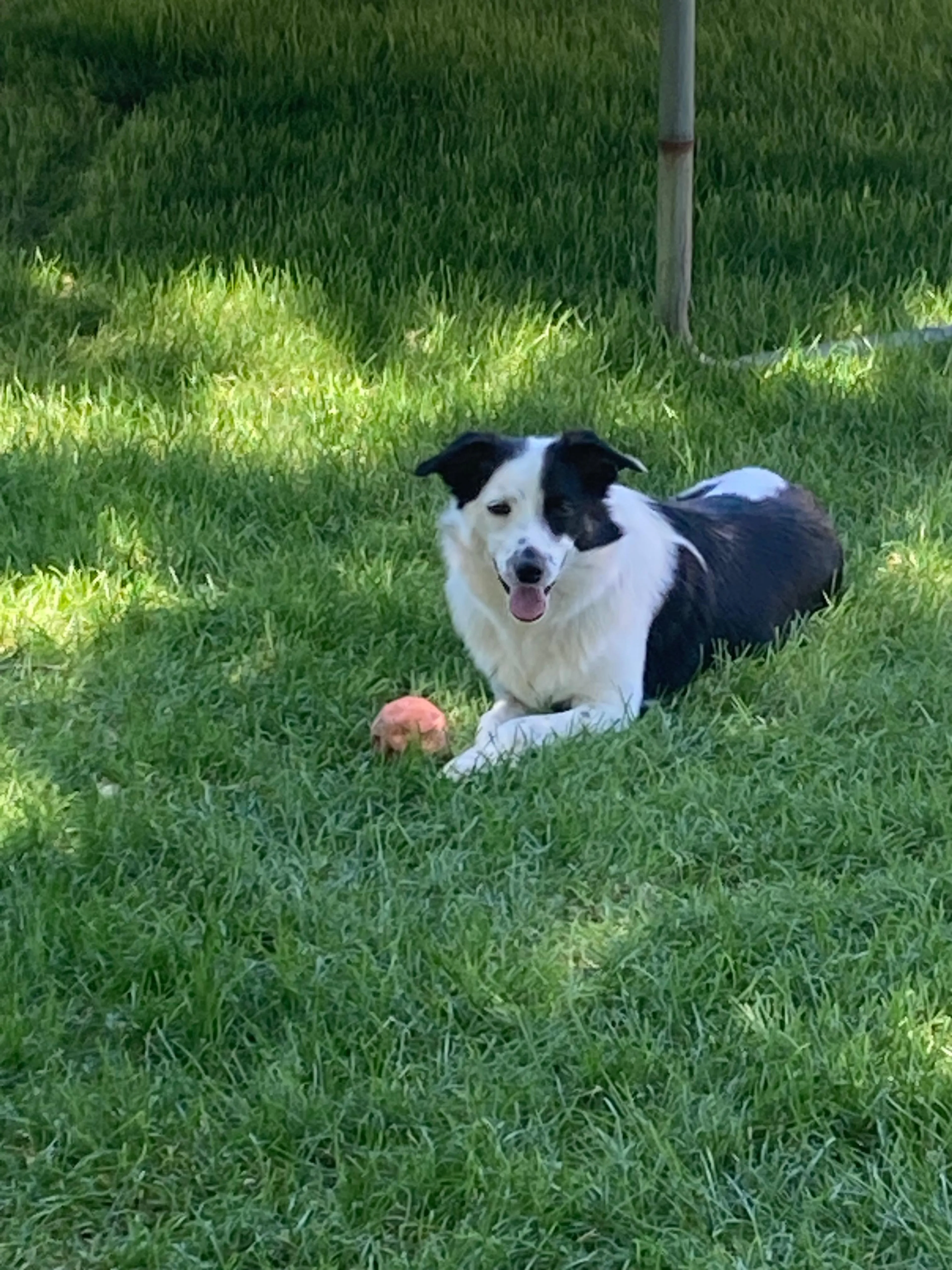 Found pet-3
