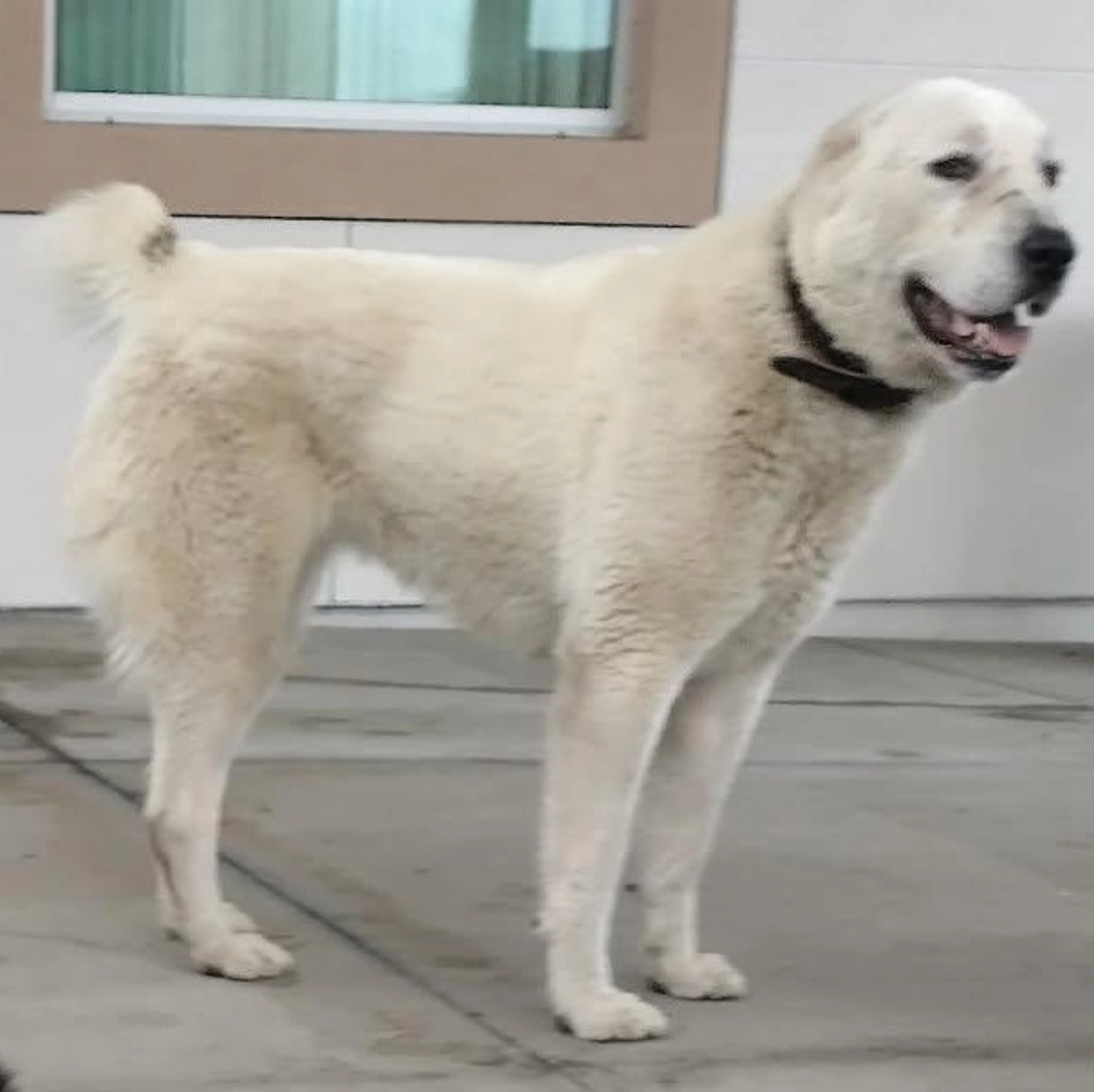 Found pet-1