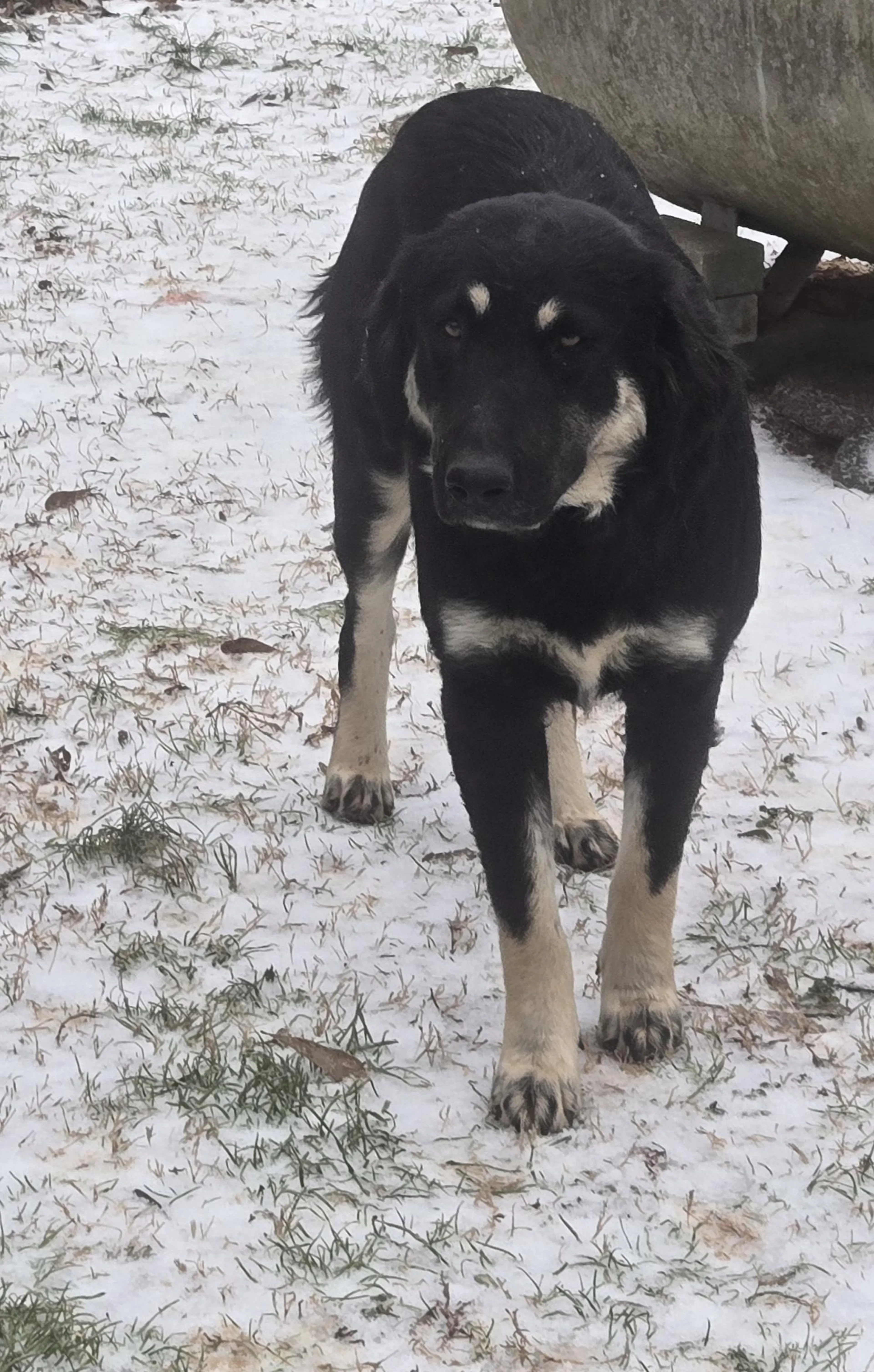 Found pet-1