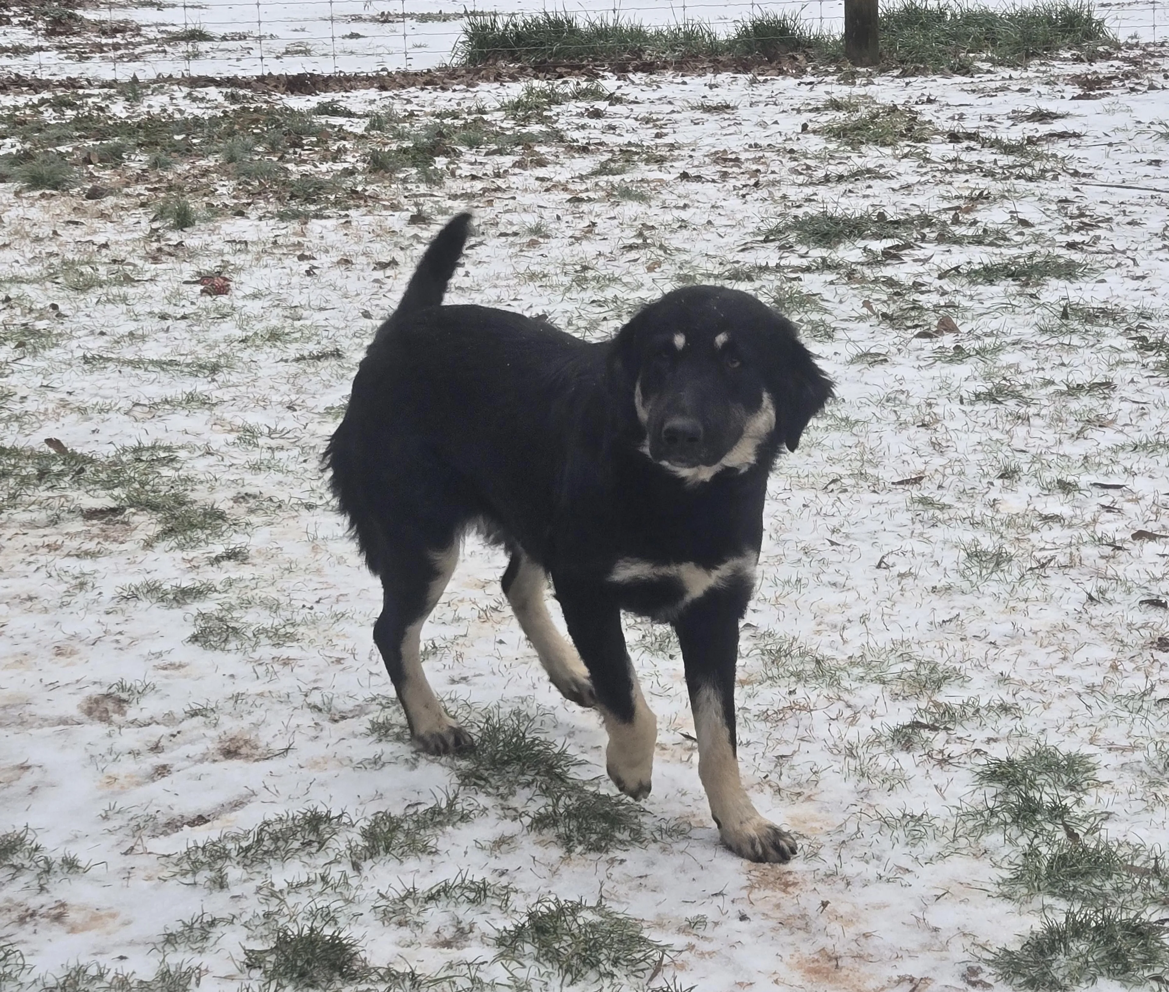 Found pet-4