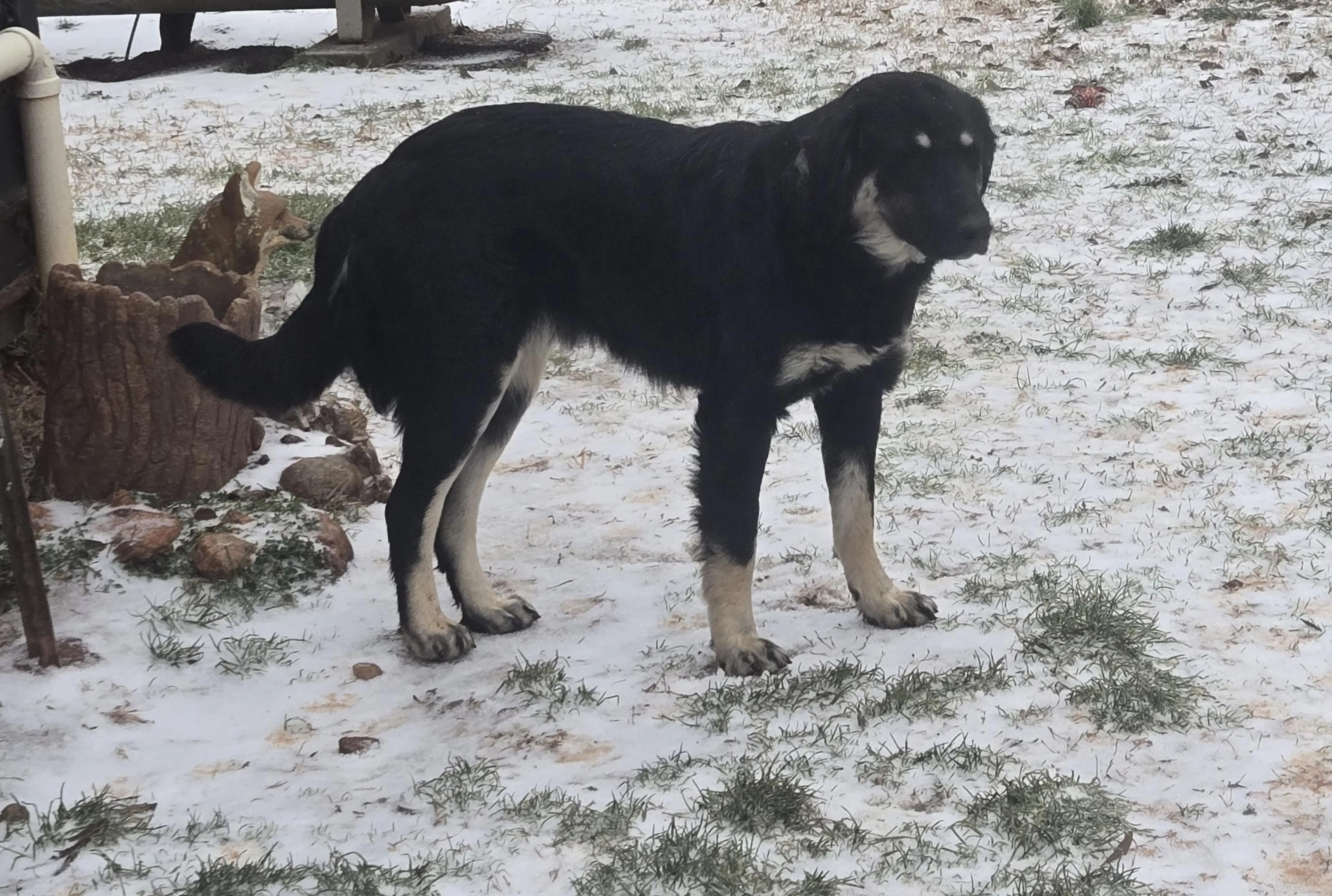 Found pet-0
