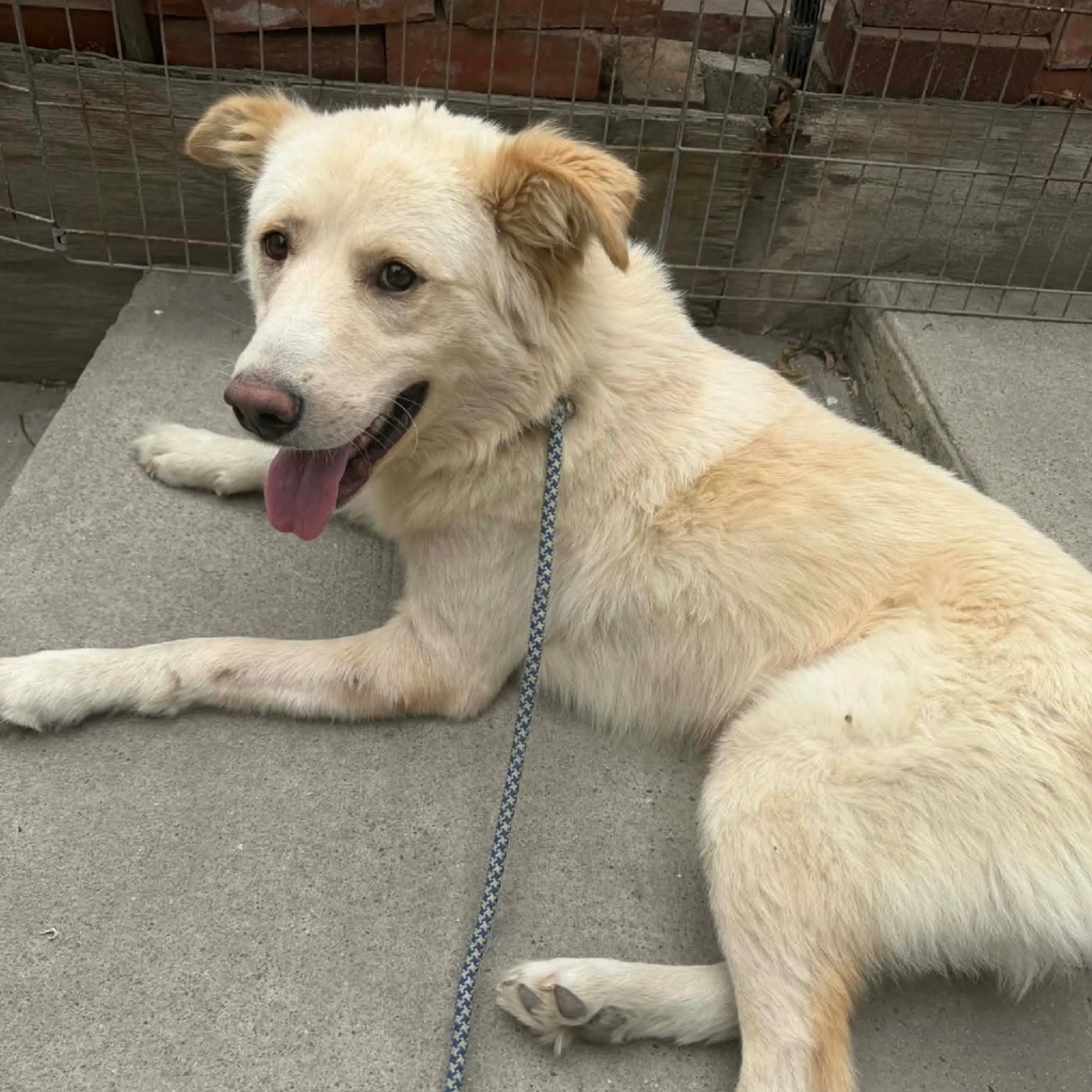 Found pet-8